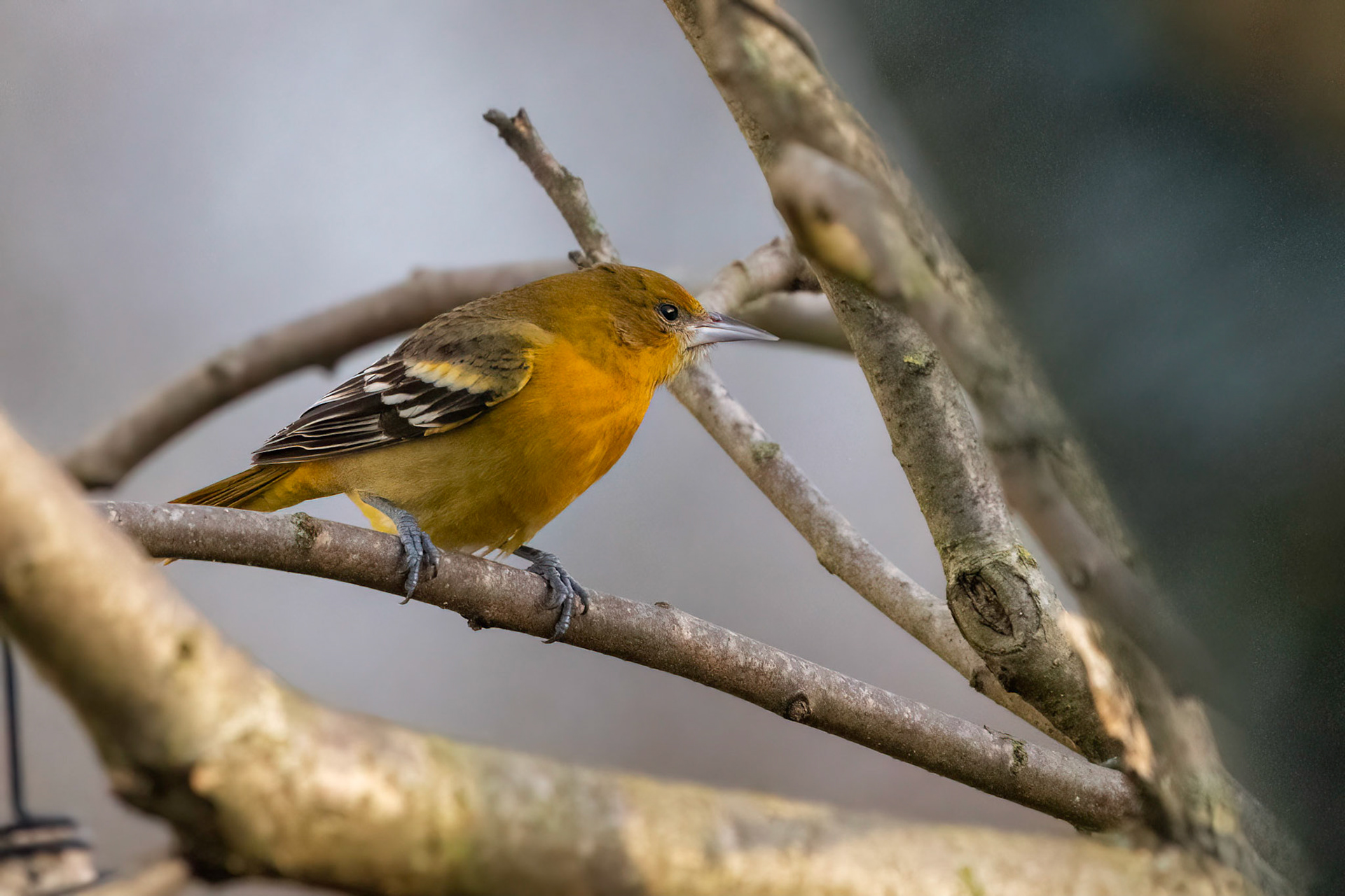 Baltimoretrupial / Baltimore Oriole, Förslöv 2022
