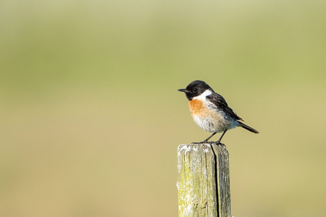 Svarthakad buskskvätta / Common Stonechat, Sjöstorps ängar 2021