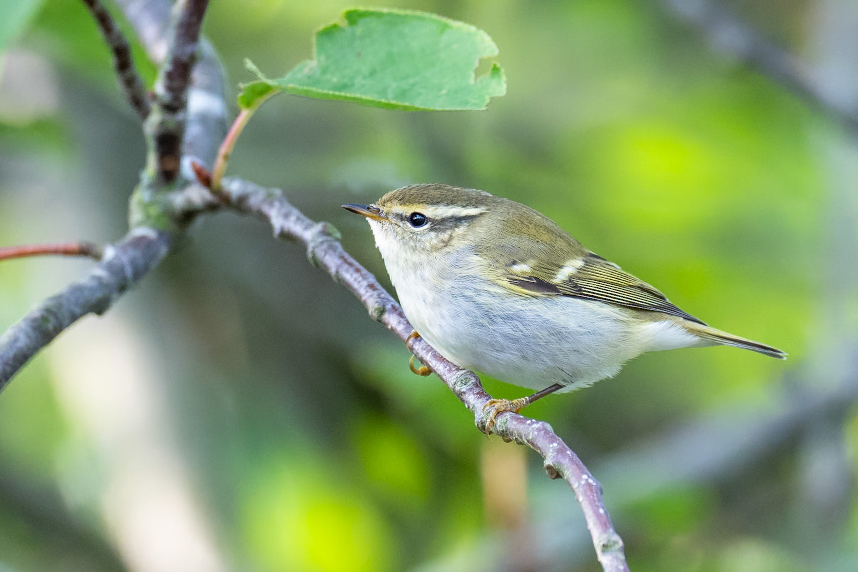 Tajgasångare / Yellow-browed Warbler, Lund 2023
