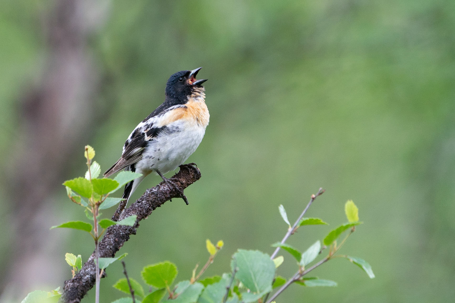 Bergfink / Brambling, Abisko 2022