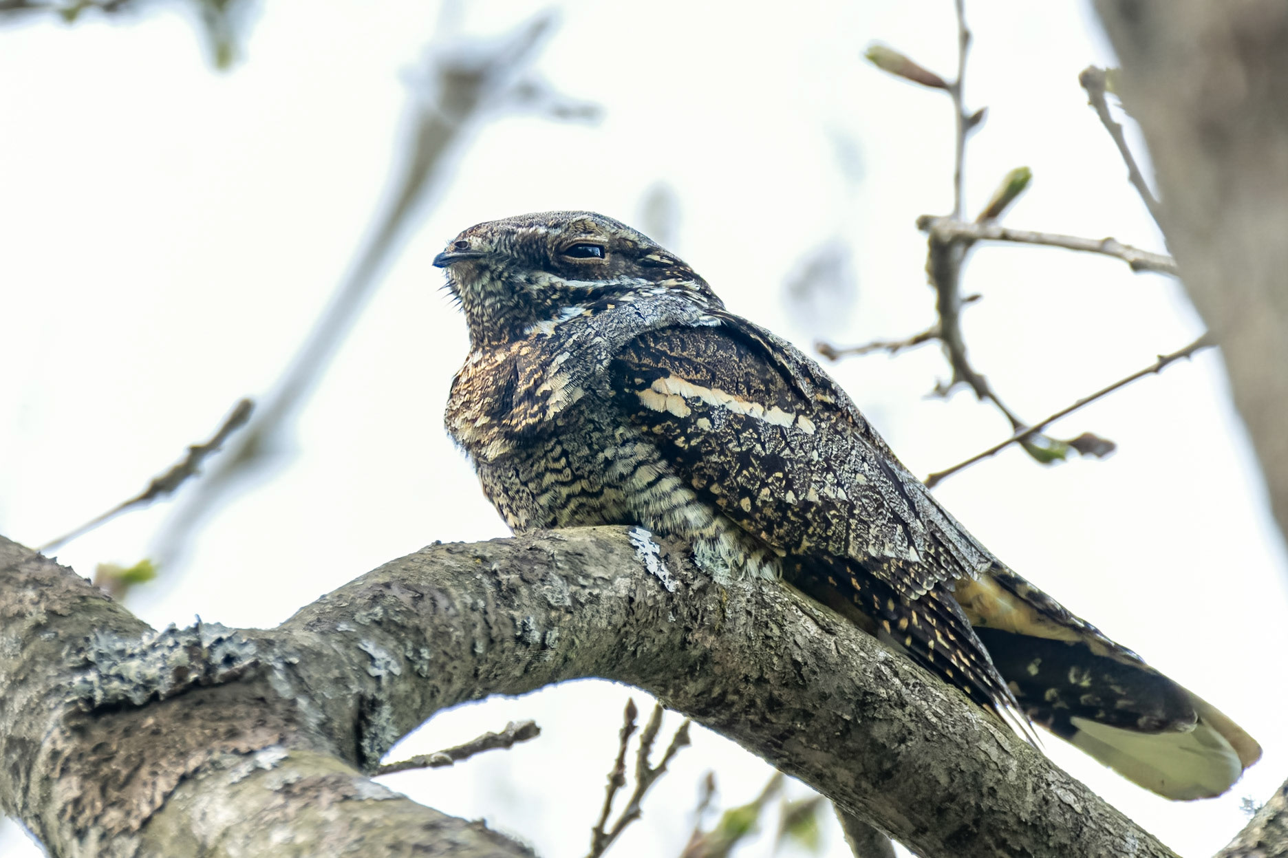 Nattskärra / European Nigthjar, Krankesjön 2023