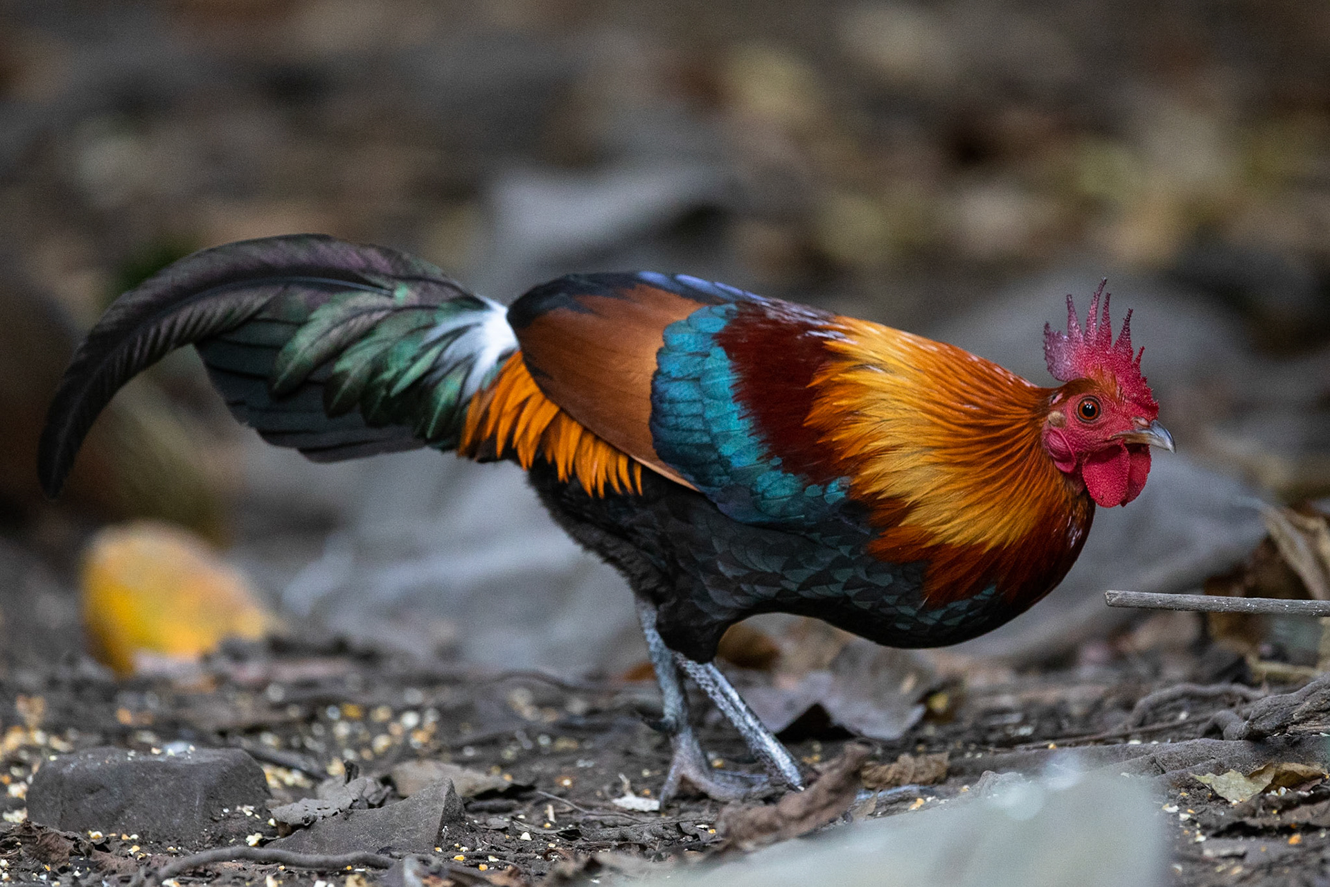 Röd djungelhöna / Red Junglefowl, Kaeng Krachan, Thailand 2018