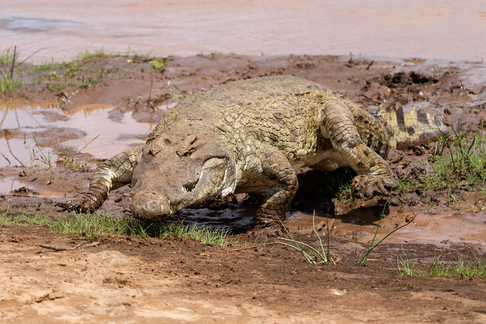 Nile Crocodile / Nilkrokodil, Tsavo East Kenya 2022