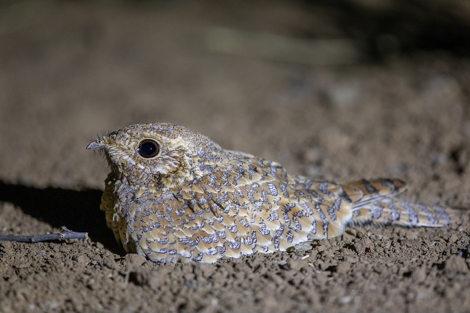 Guldnattskärra / Golden Nightjar, Diatar, Senegal 2019