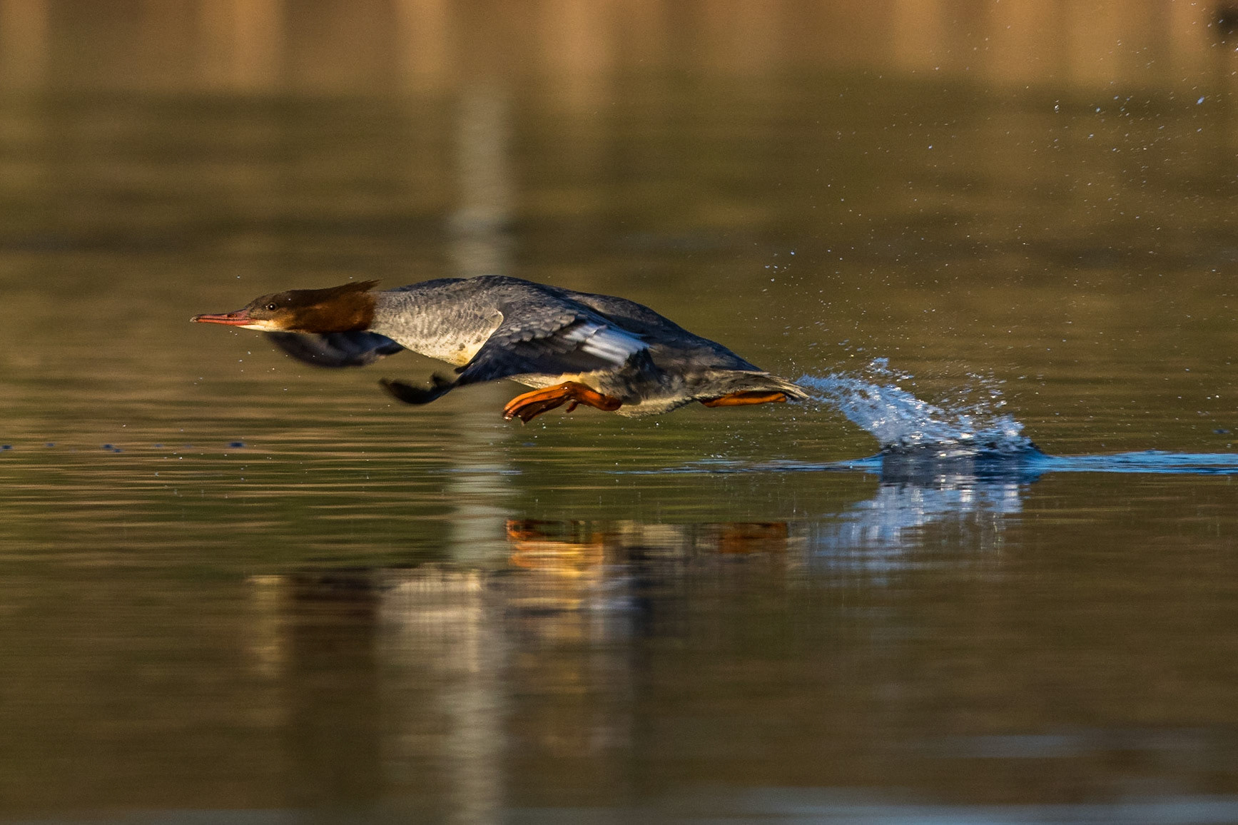 Storskrake / Goosander, Lunds reningsverk 2015