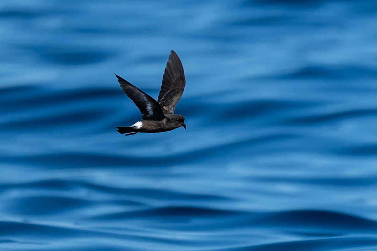 Stormsvala / European Storm-petrel, Sagres Portugal 2023