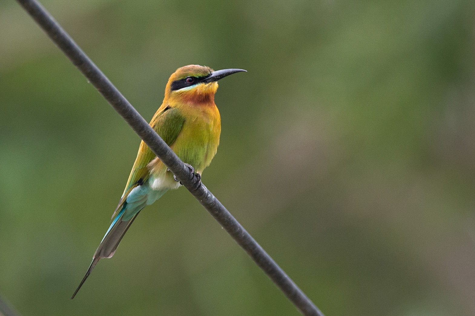 Blåstjärtad biätare / Blue-tailed Bee-eater, Petchaburi Ricefield, Thailand 2019