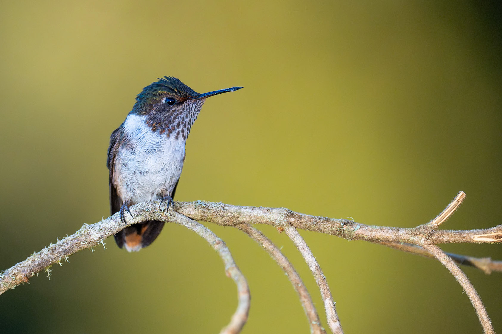 Volcano Hummingbird / Vulkankolibri, Paraiso del Quetzal Lodge, Costa Rica 2024