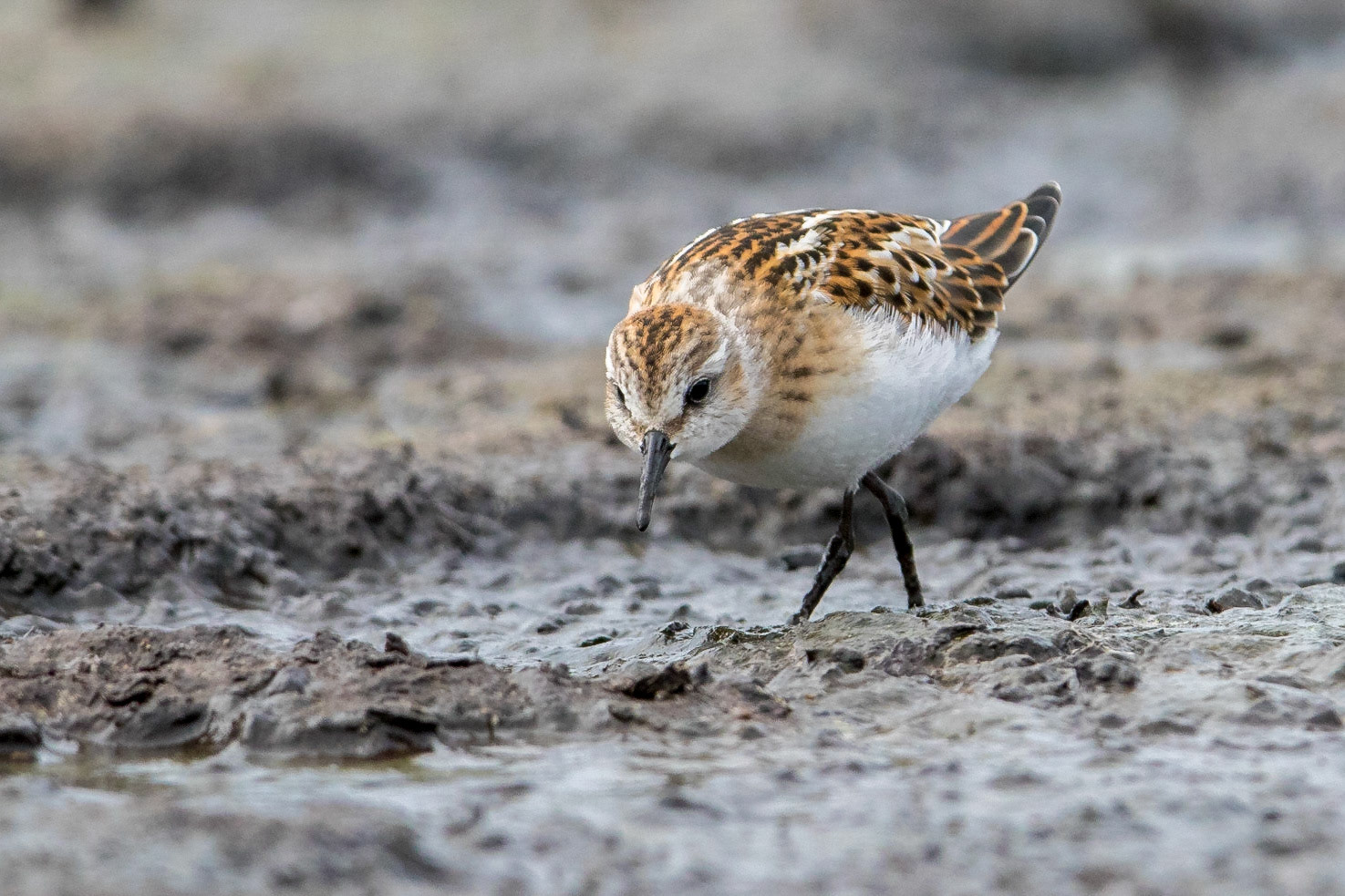 Småsnäppa / Little Stint, Åhus 2015
