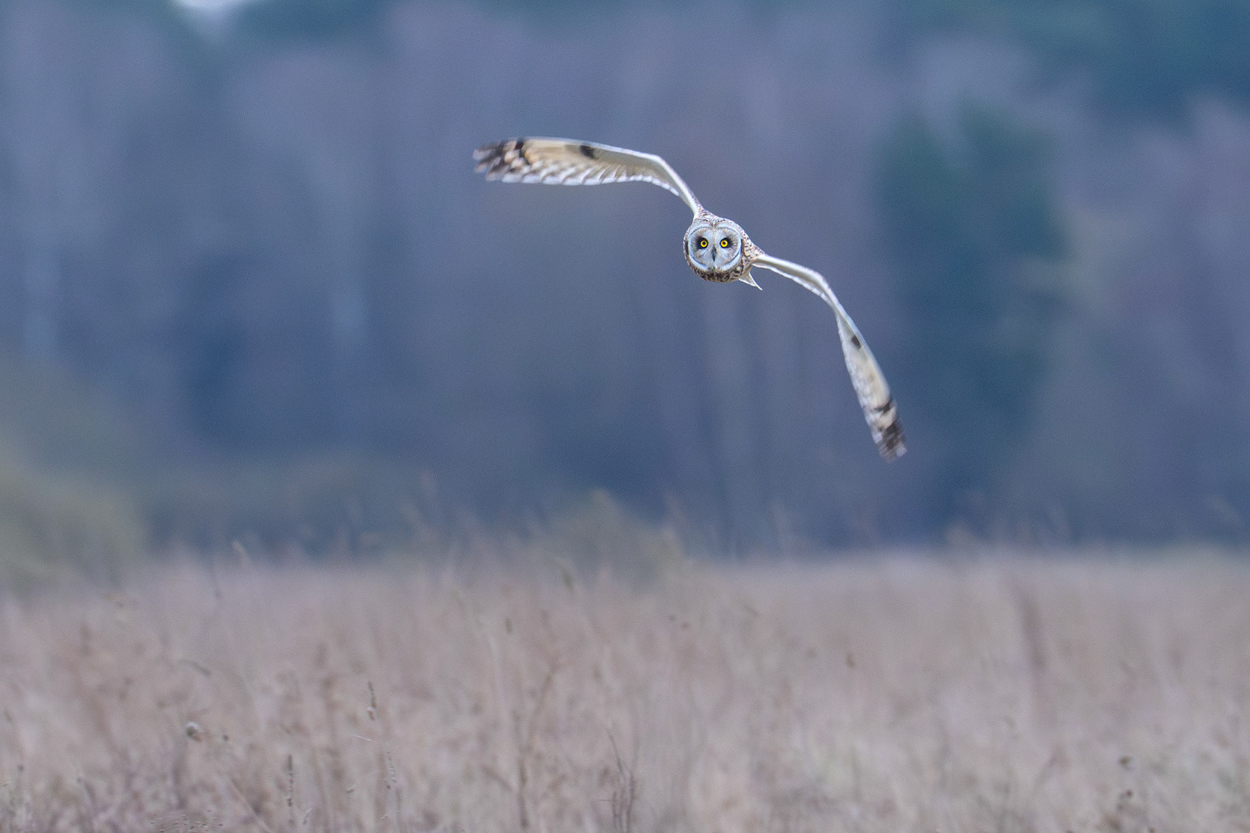 Short-eared Owl / Jorduggla, Revingehed 2026