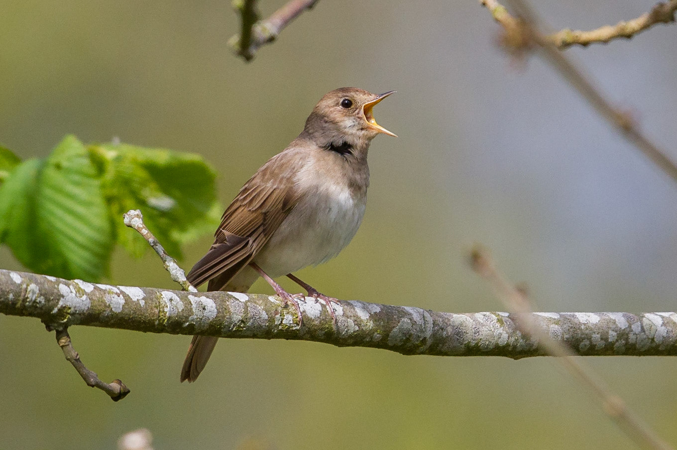 Näktergal / Thrush Nightingale, Hylkan 2014