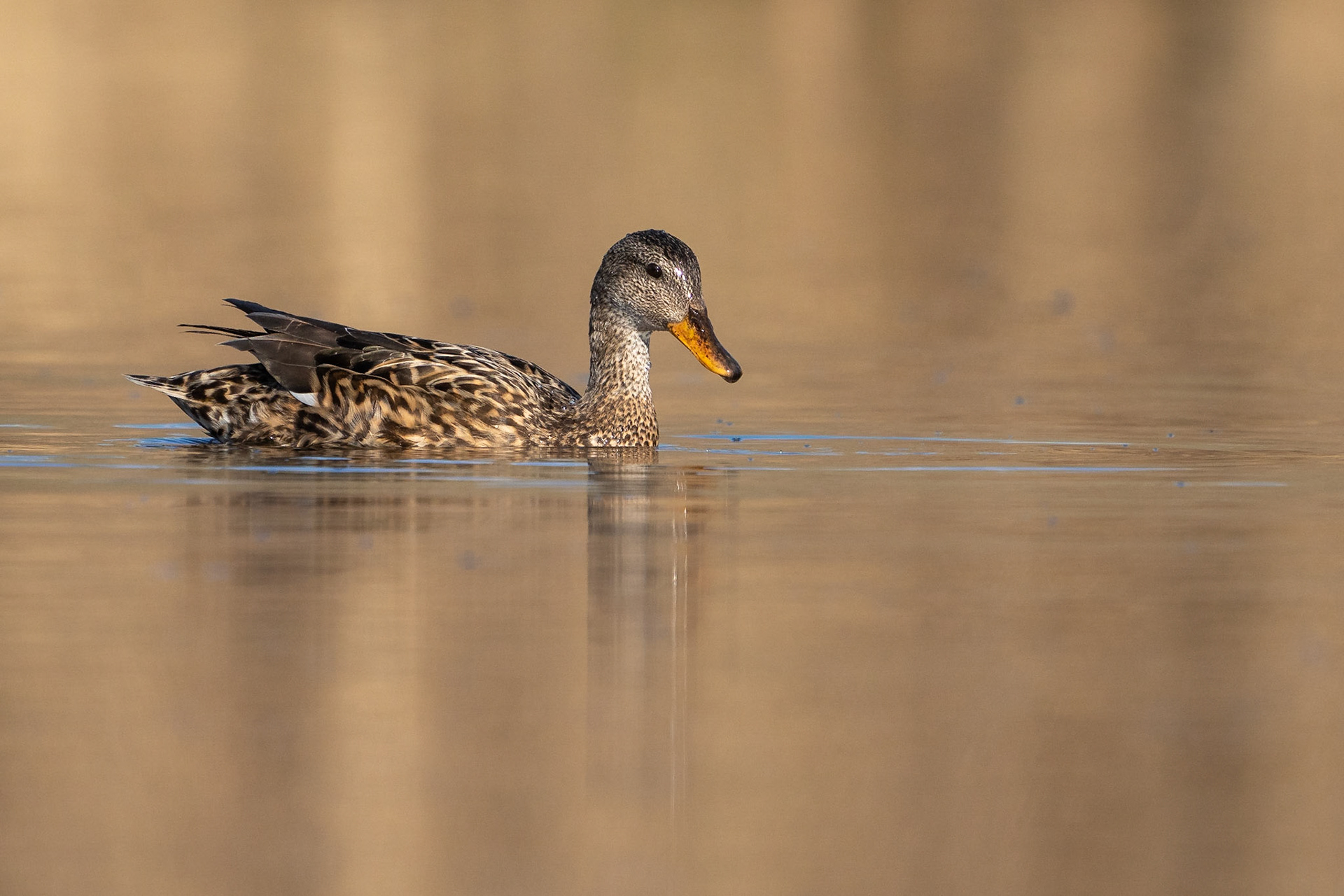 Snatterand / Gadwall, Lunds reningsverksdammar 2023