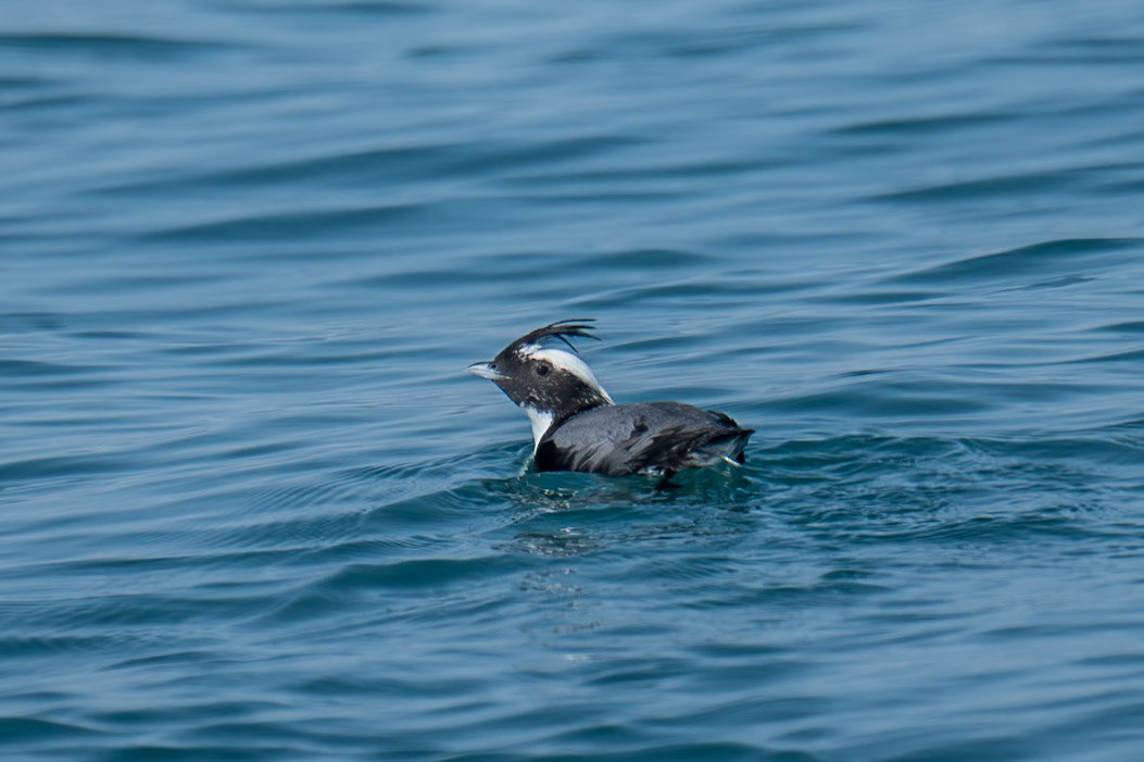Japansk alka / Japanese Murrelet, Hyuga, Japan 2025