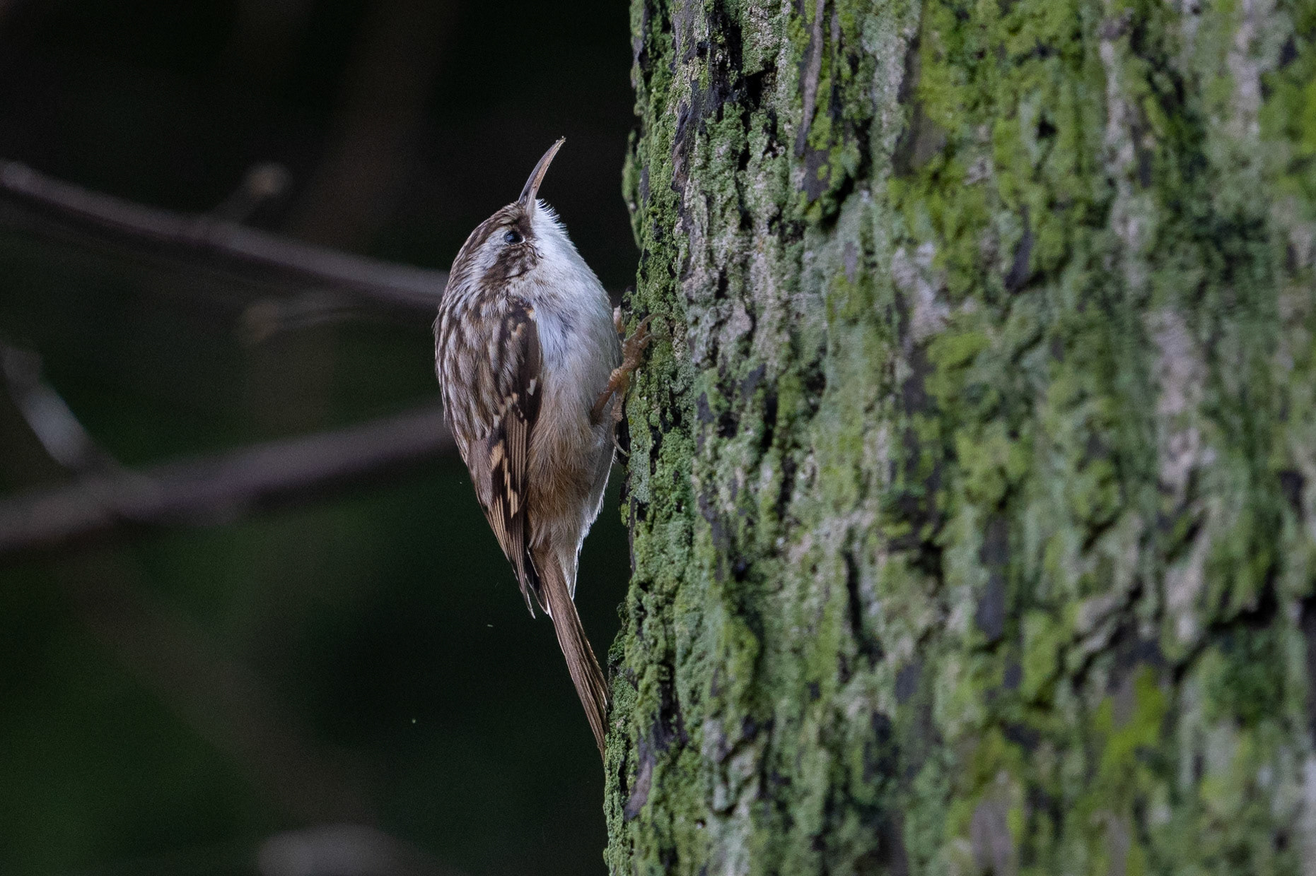 Trädgårdsträdkrypare / Short-toed Treecreeper, Lundagård 2023