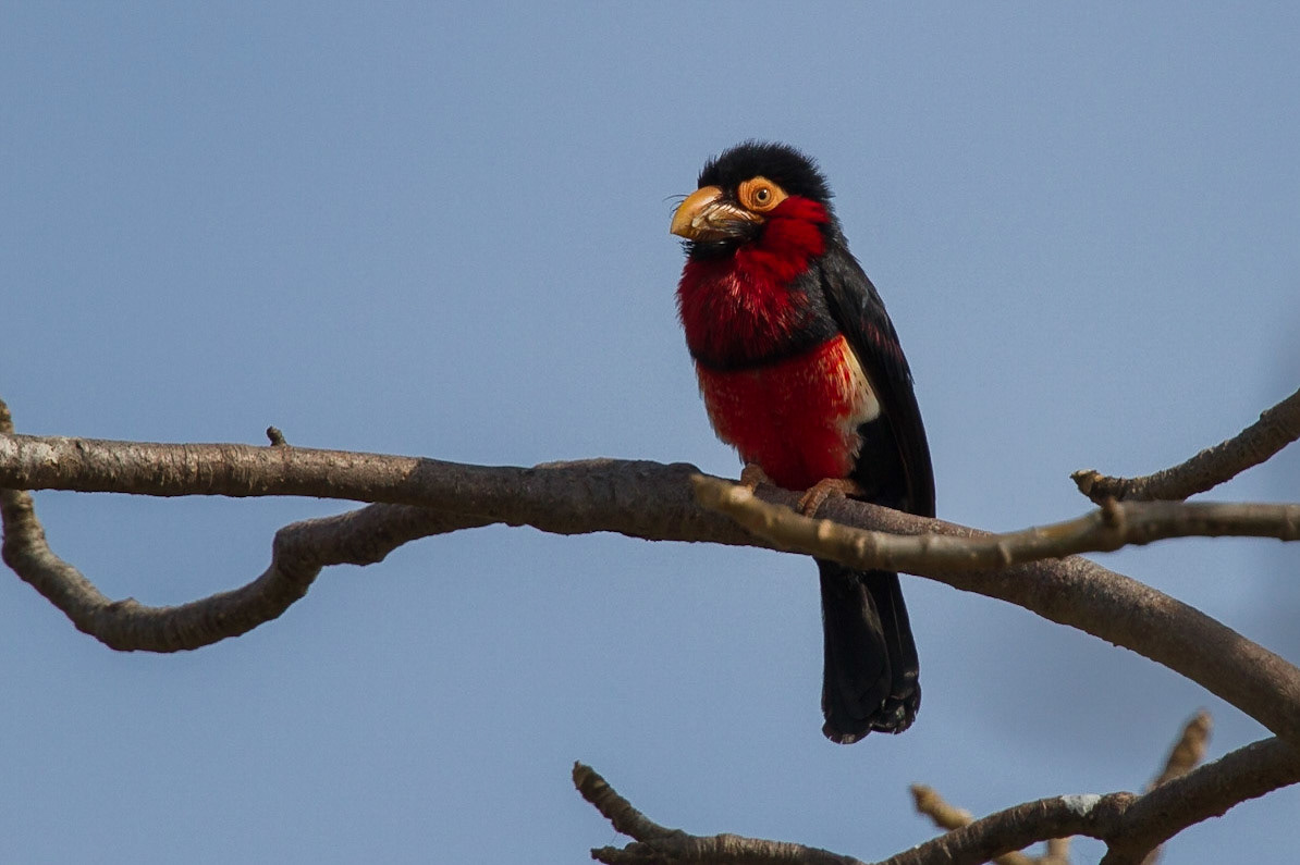 Rödbröstad barbett / Bearded Barbet, Gambia 2013
