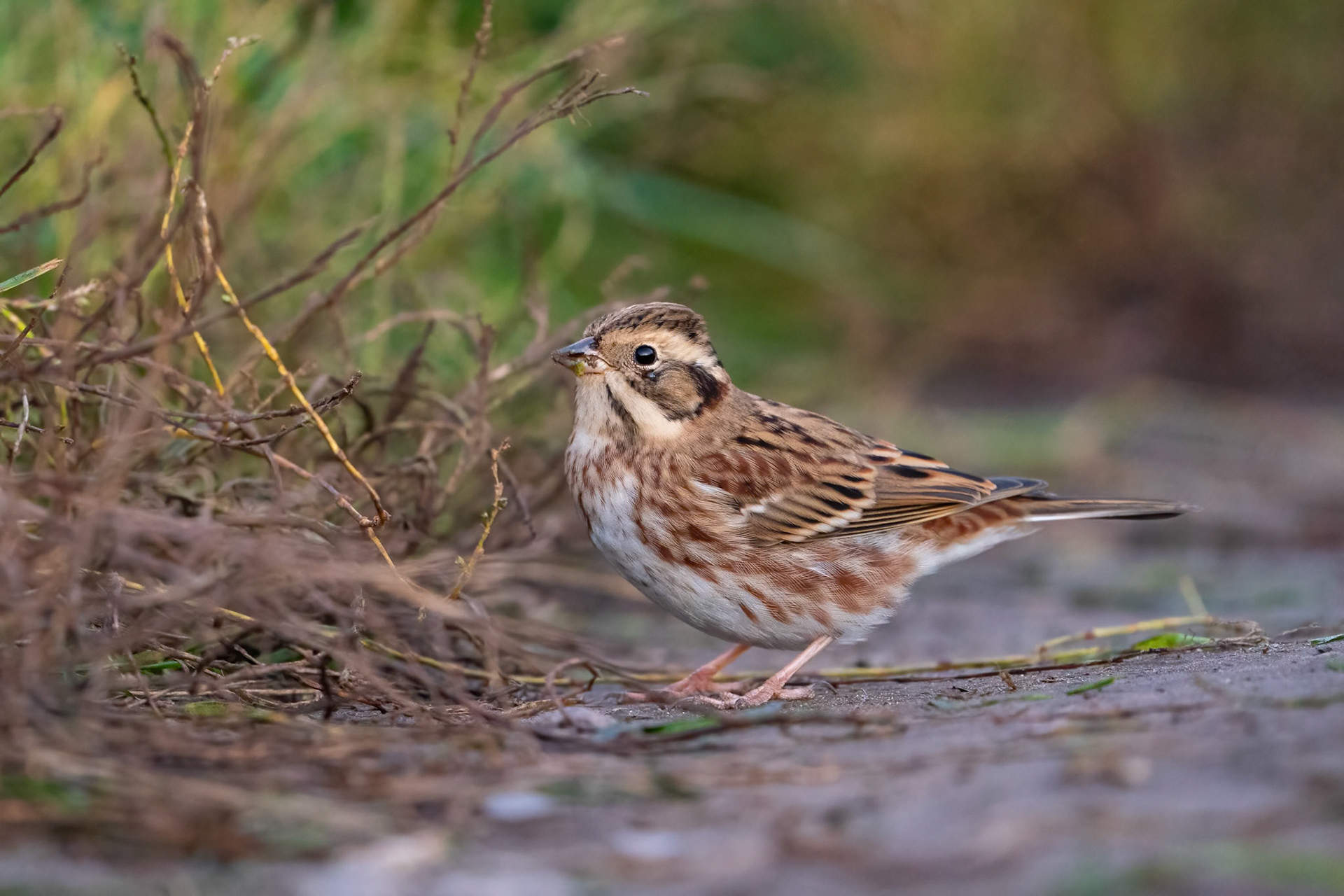 Videsparv / Rustic Bunting, Ribbersborg Malmö 2021