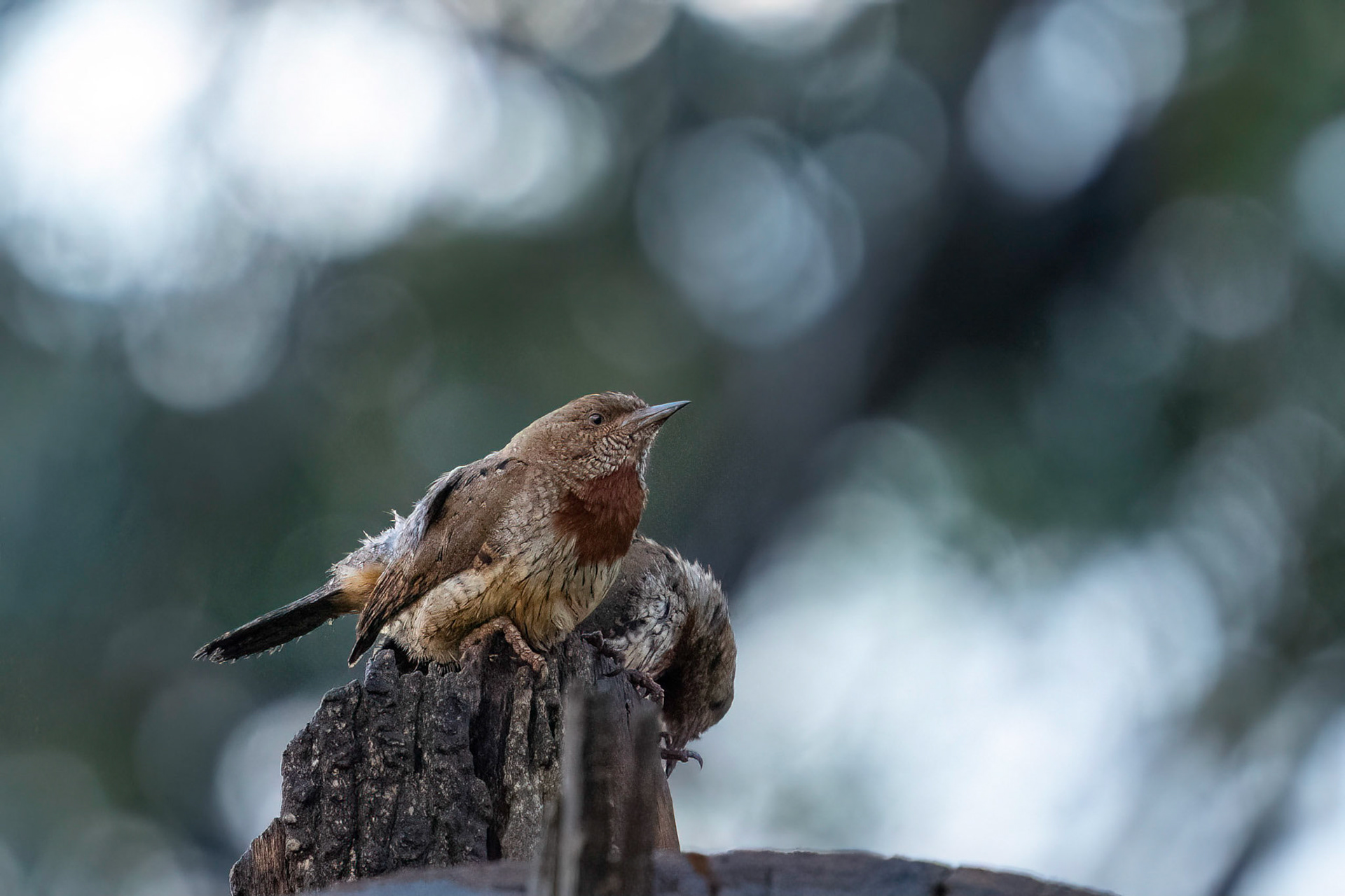 Rödbröstad göktyta / Red-throated Wryneck, Nyeri Kenya 2022