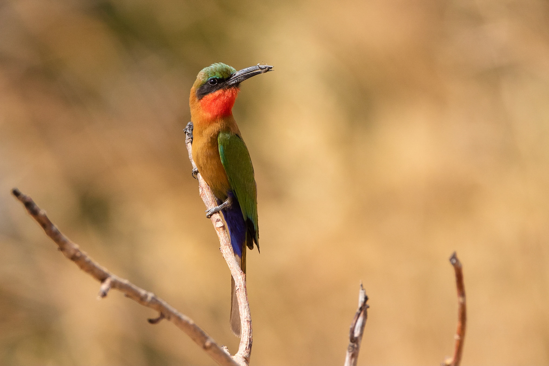 Rödstrupig biätare / Red-throated Bee-eater, Bansang, Gambia 2019