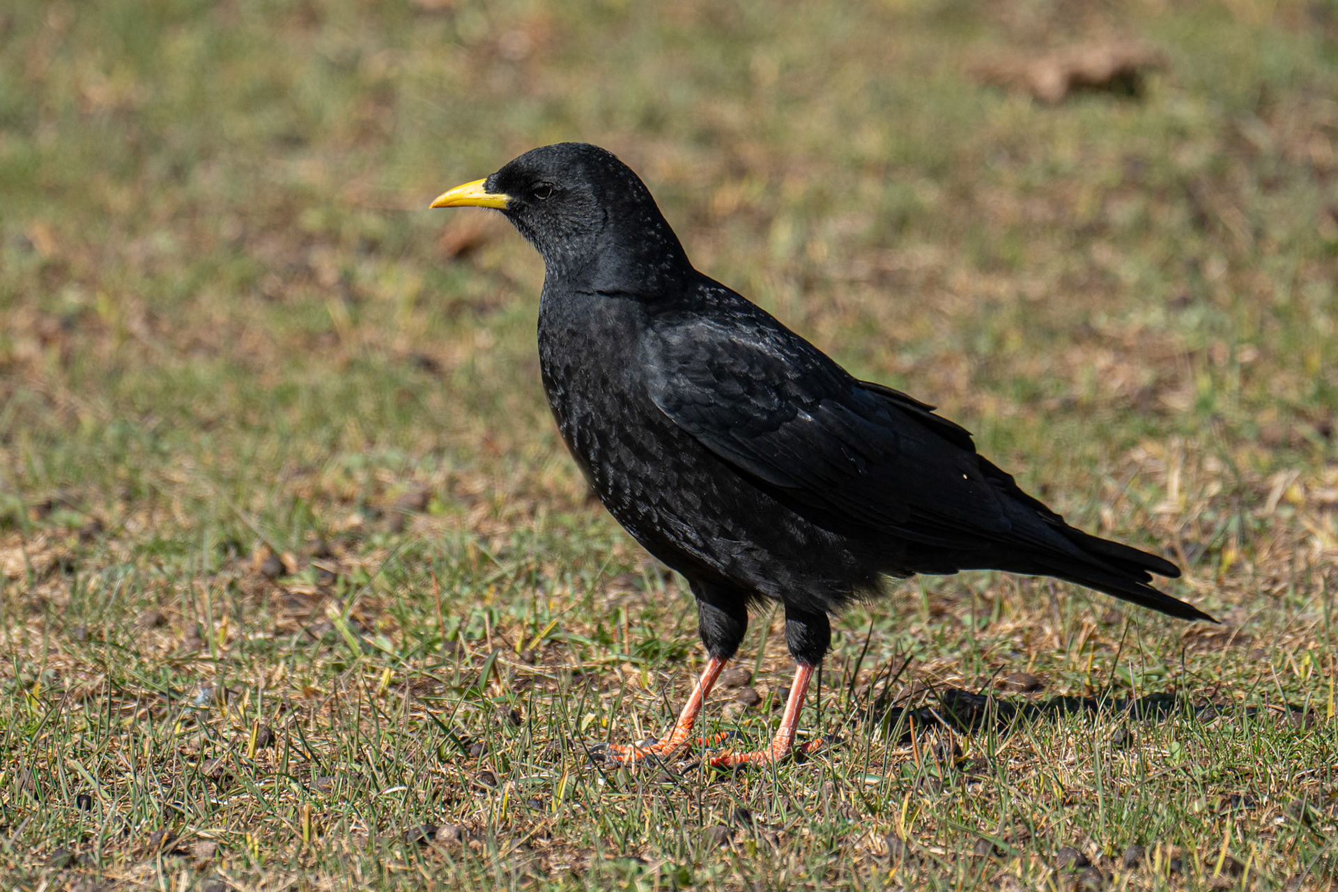 Alpine Chough / Alpkaja, Oukaïmeden Morocco 2024