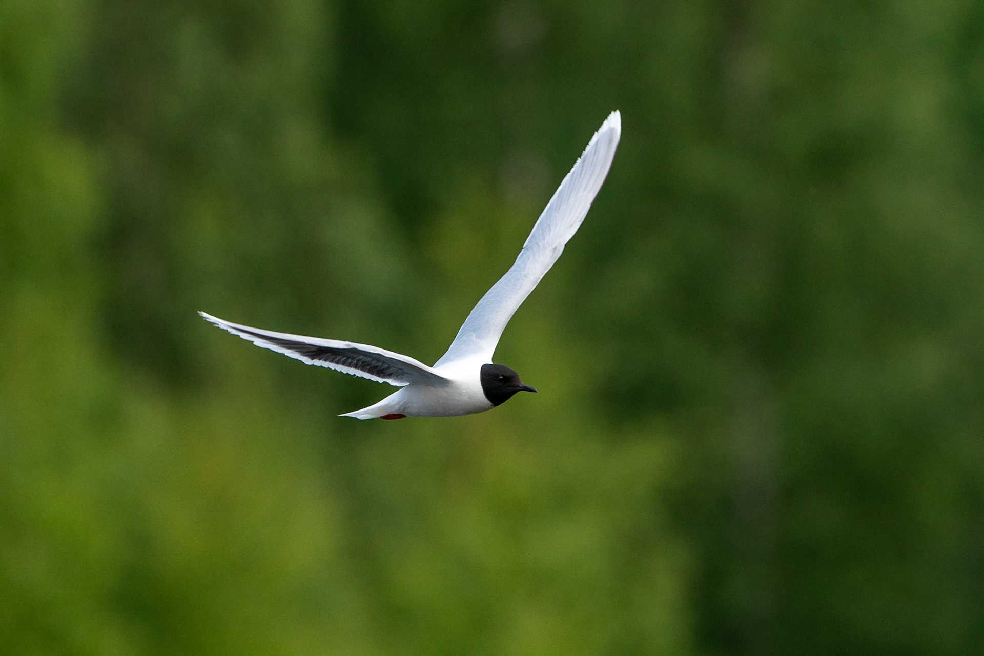 Dvärgmås / Little Gull, Nedre Avan 2022