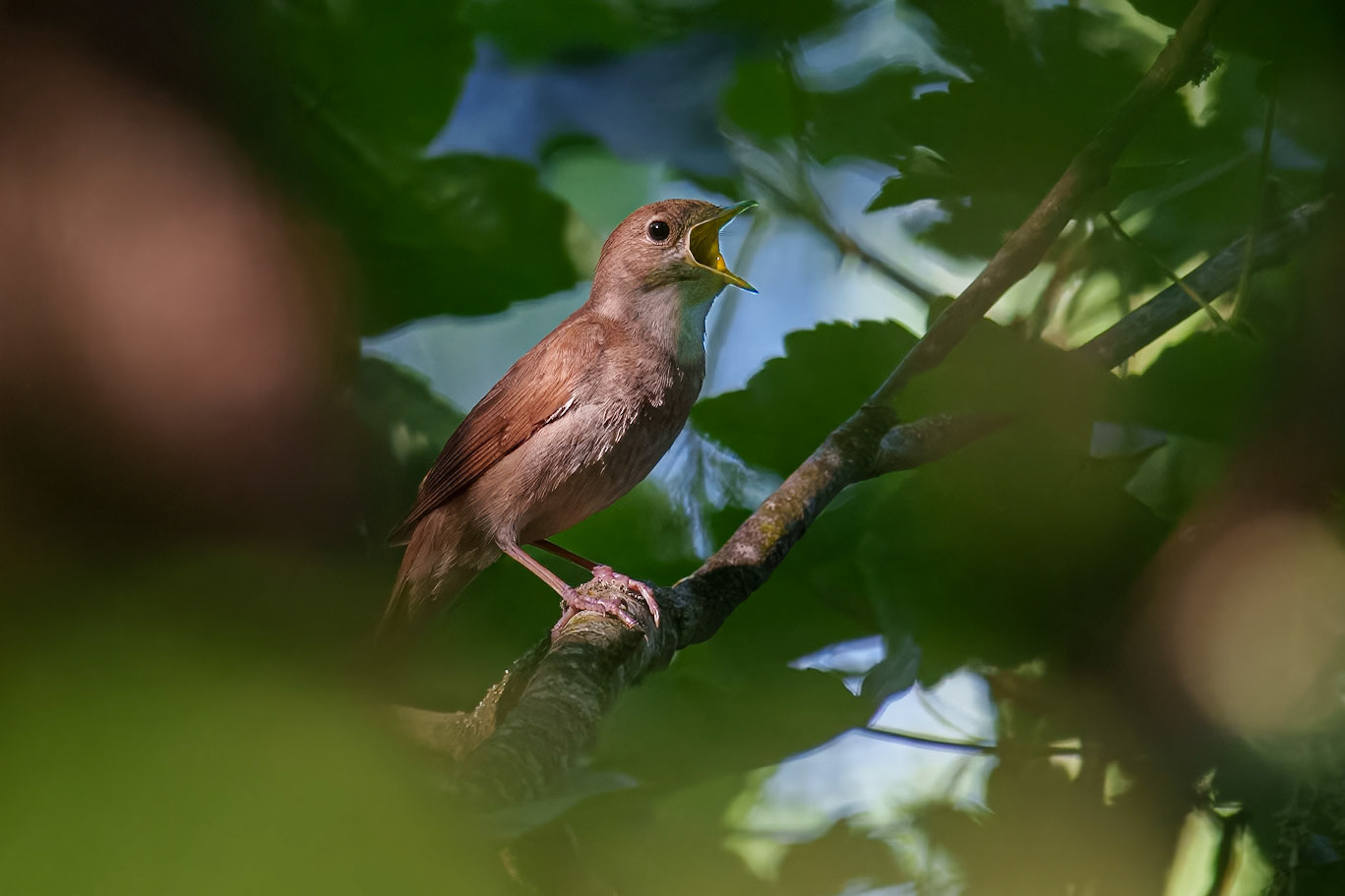 , Almåsa Malmö 2024