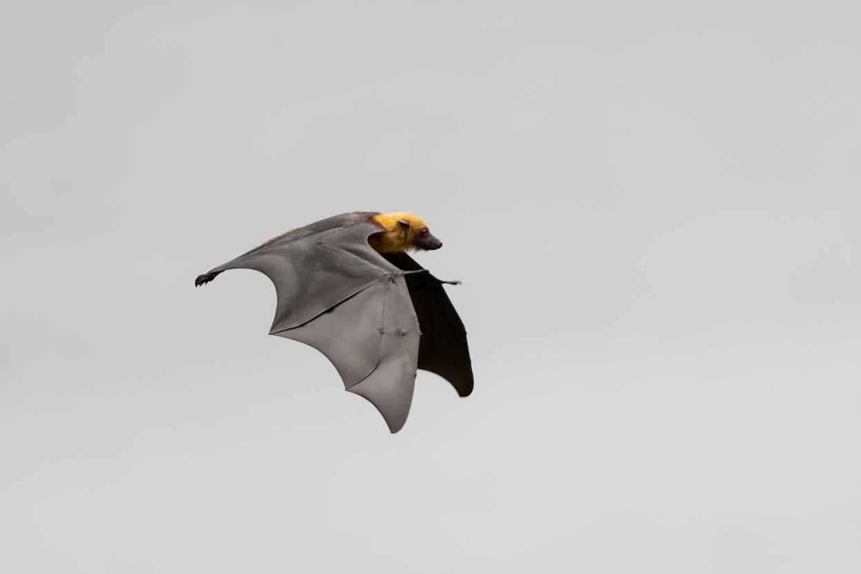 Seychelles Flying Fox, Glacis, Mahé Seychelles 2023
