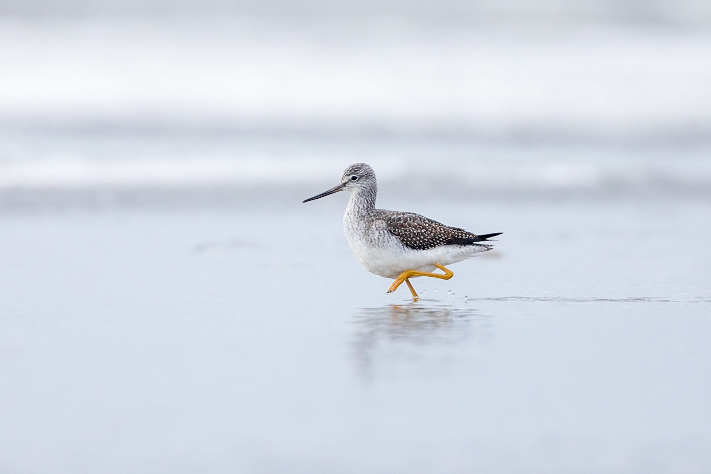 Större gulbena / Greater Yellowlegs, Björkäng 2018