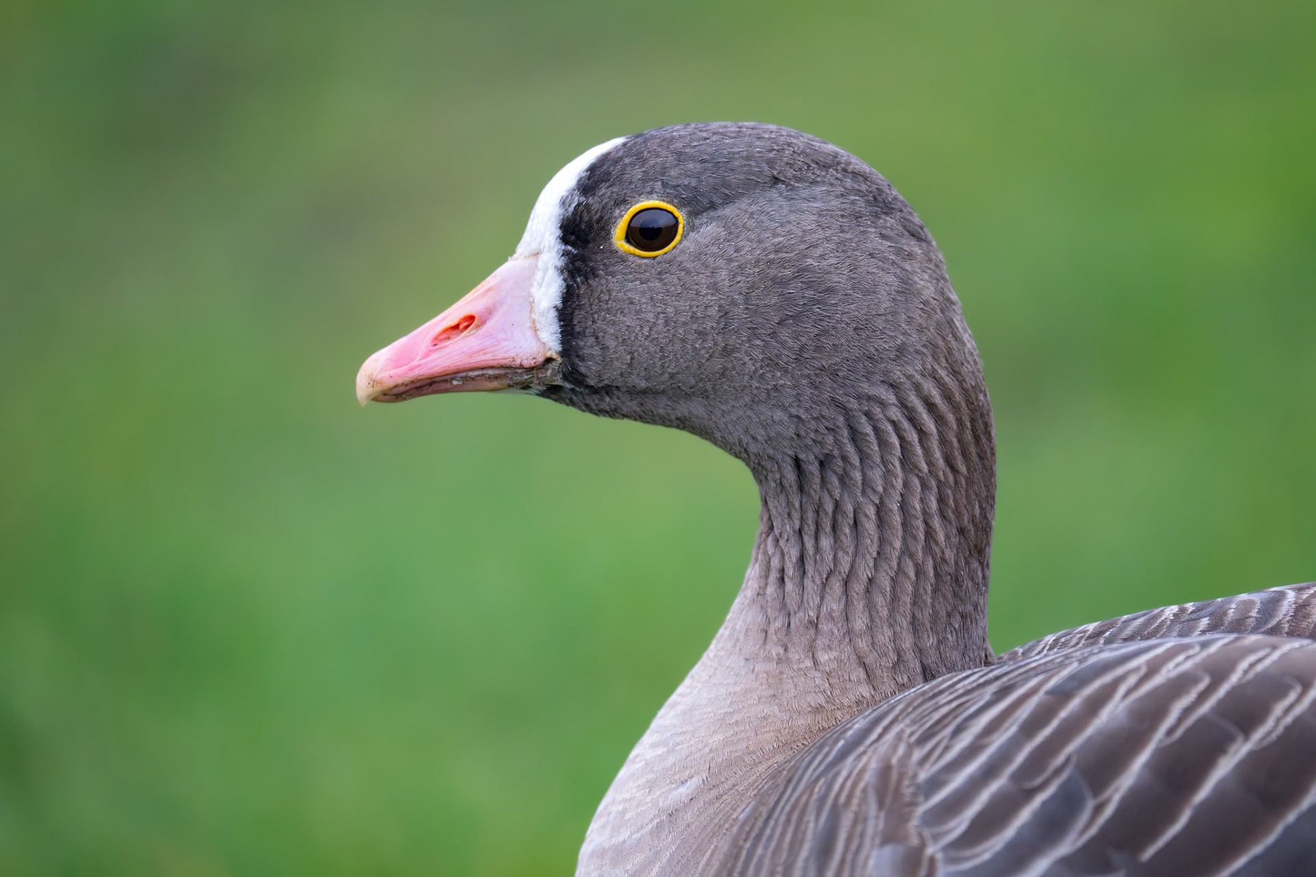 Fjällgås / Lesser White-fronted Goose, Hörvik 2024