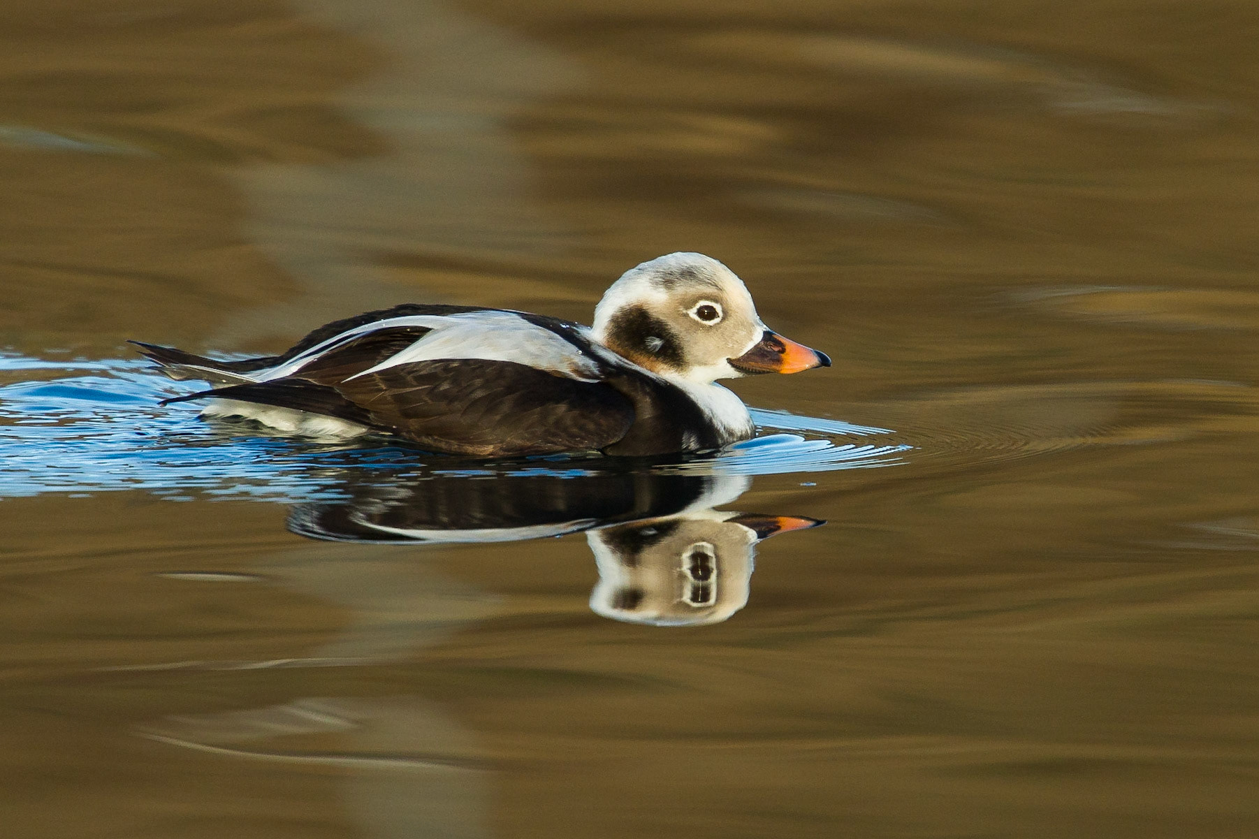 Alfågel / Long-tailed Duck, Kåseberga 2013