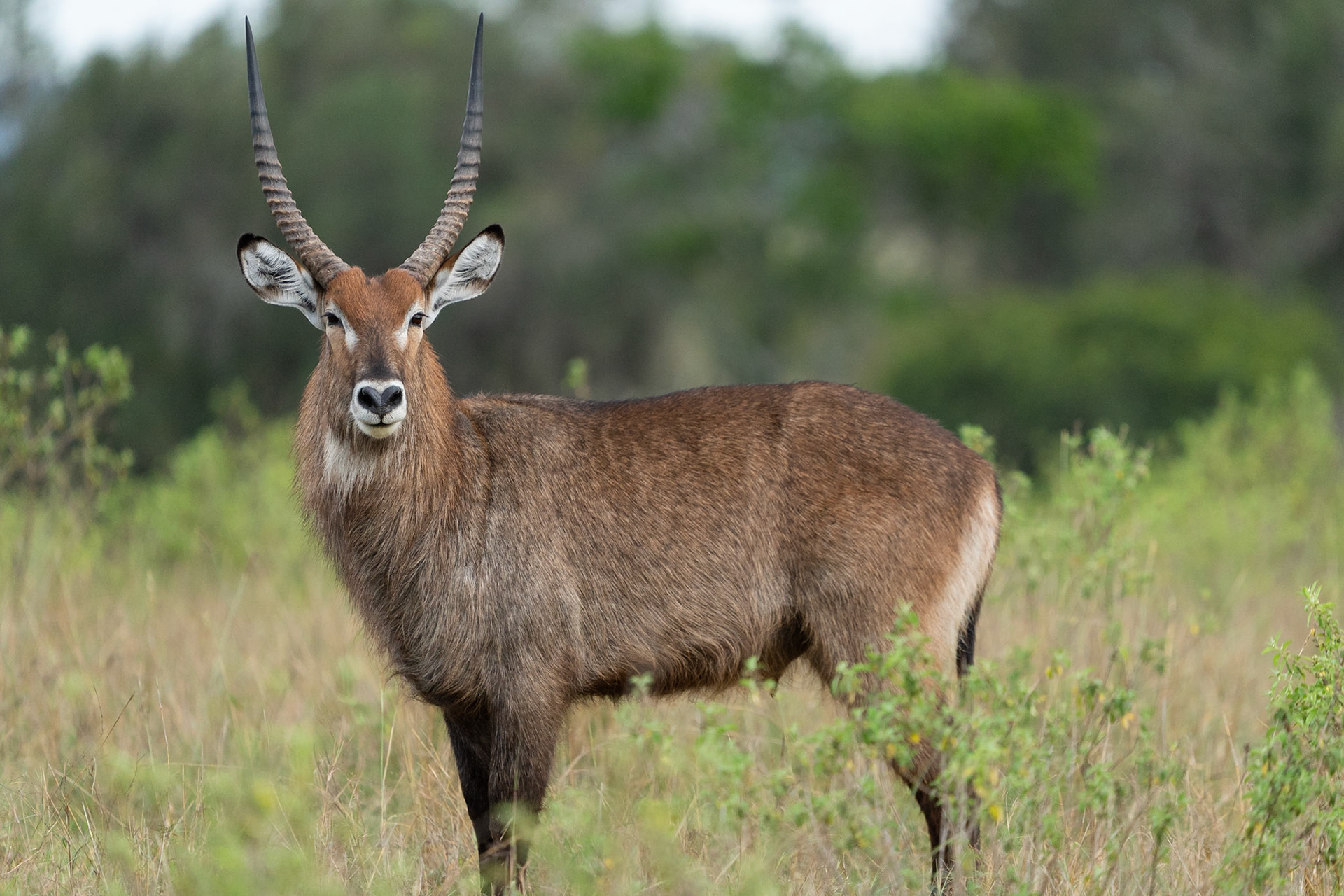 Waterbuck / Vattenbock, Maasai Mara Kenya 2022