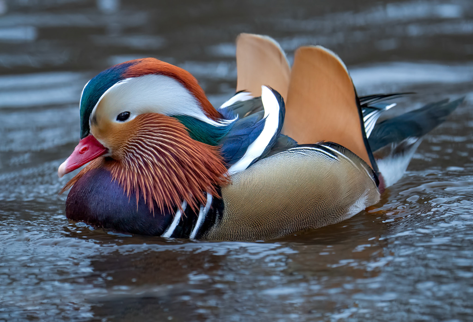 Mandarinand / Mandarine Duck, Ängelholm 2025