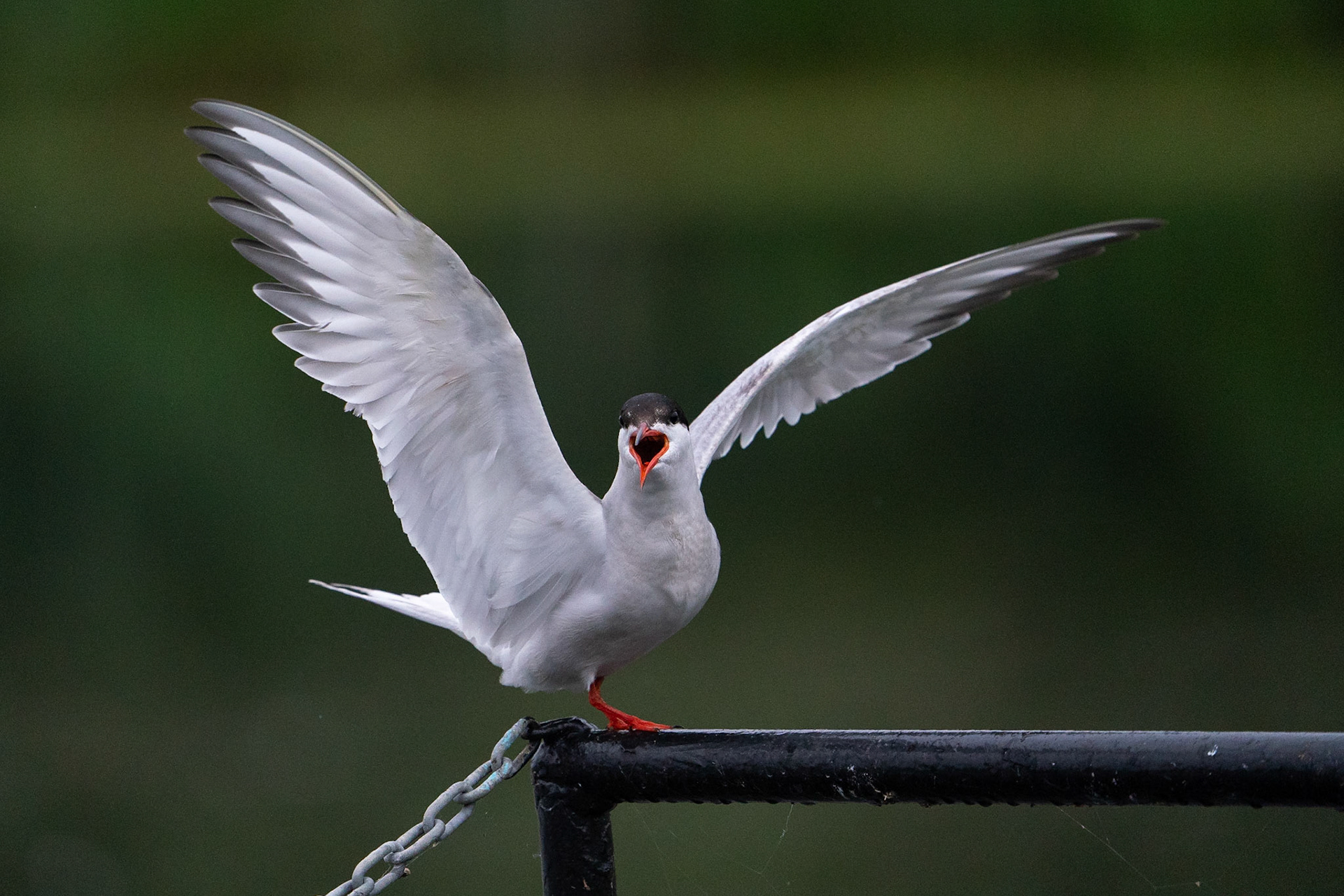Fisktärna / Common Tern, Lunds reningsverk 2021