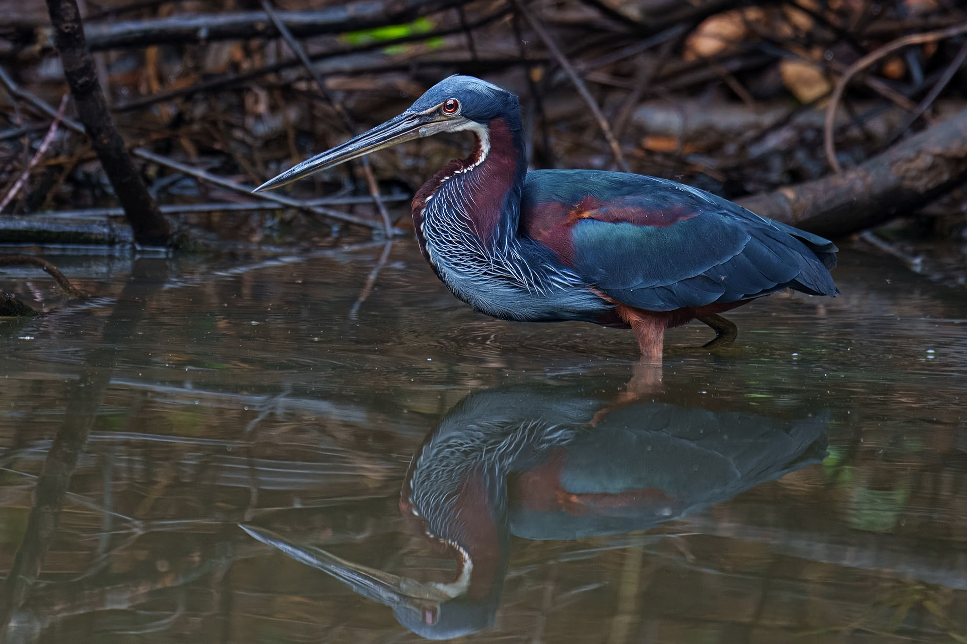Agami Heron / Agamihäger, Cano Negro, Costa Rica 2024