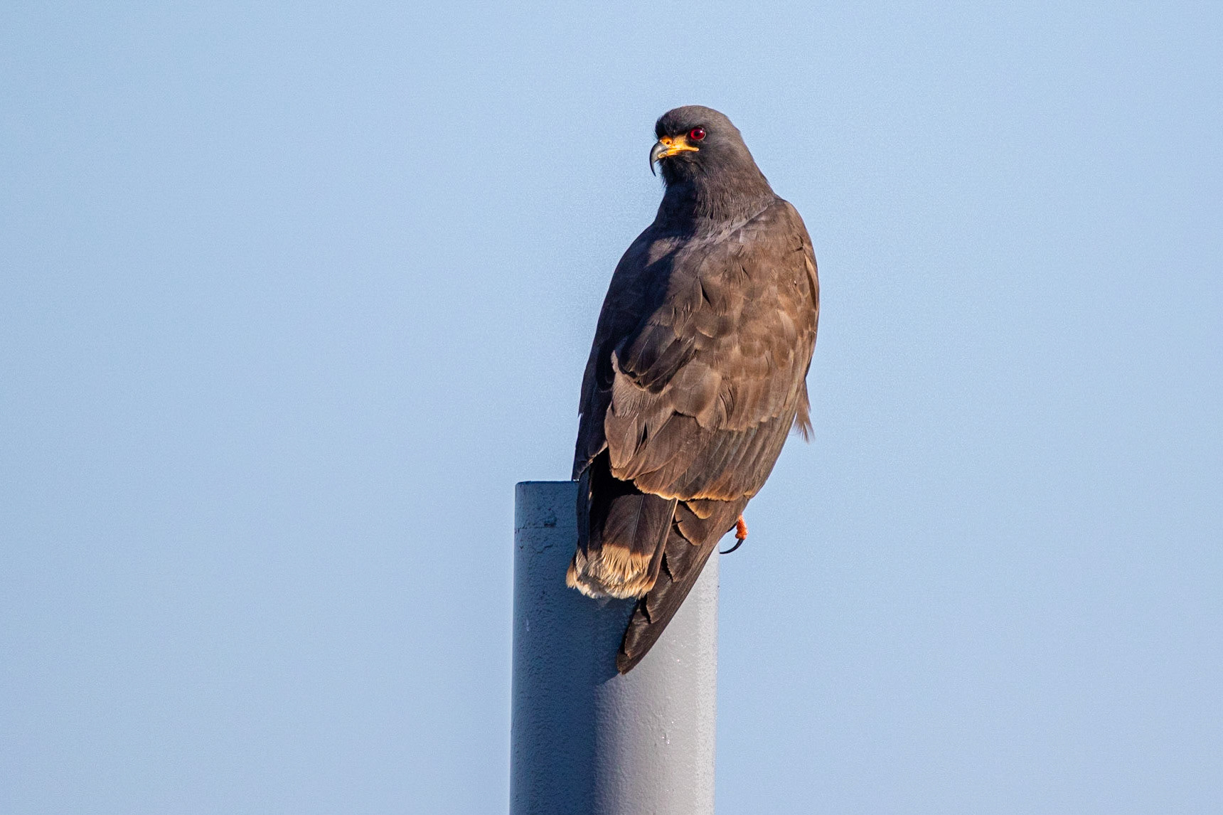Snäckglada / Snail Kite , Everglades, Florida USA 2019