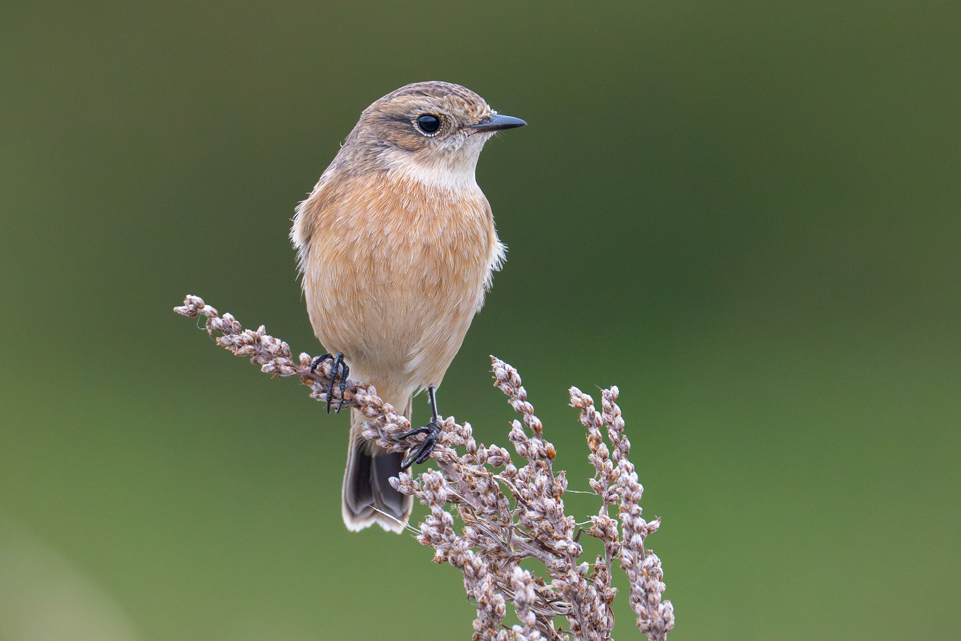 Vitgumpad buskskvätta / Siberian Stonechat, Ribersborg Malmö 2025