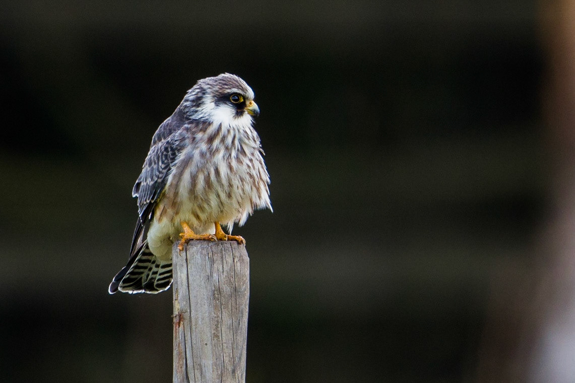 Aftonfalk / Red-footed Falcon, Sjötorps ängar 2014