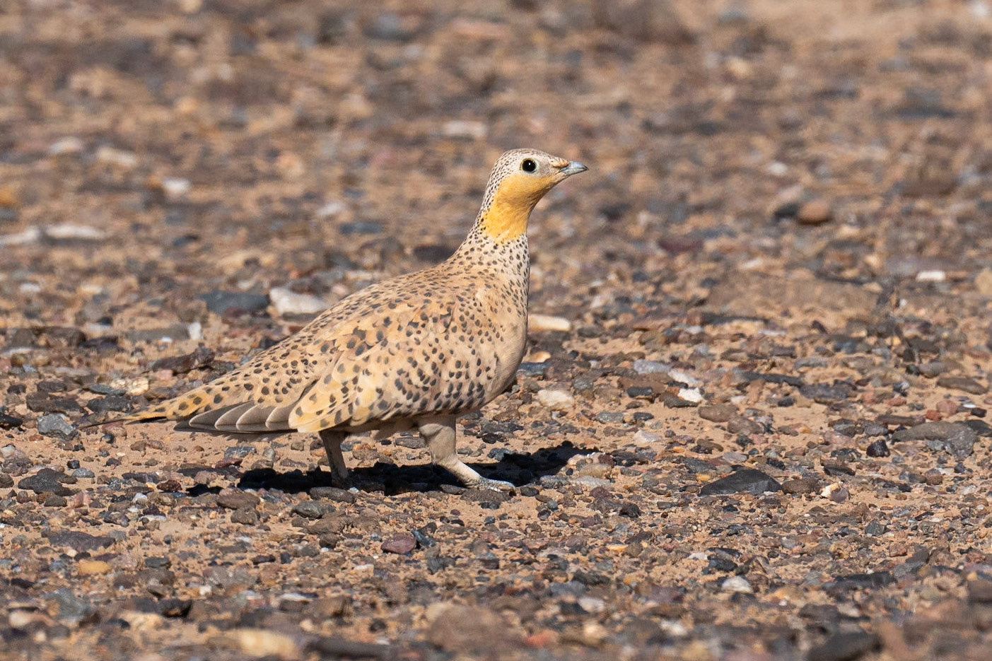 Spotted Sandgrouse / Ökenflyghöna, Haroun Morocco 2024