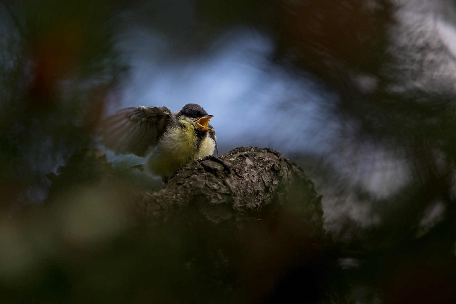 Talgoxe / Great Tit, Lund 2016