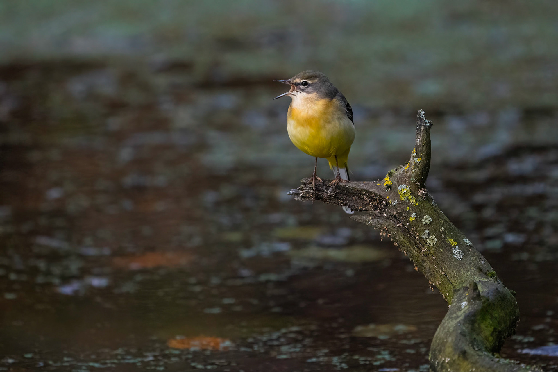 Forsärla / Grey Wagtail, Jordbodalen 2022