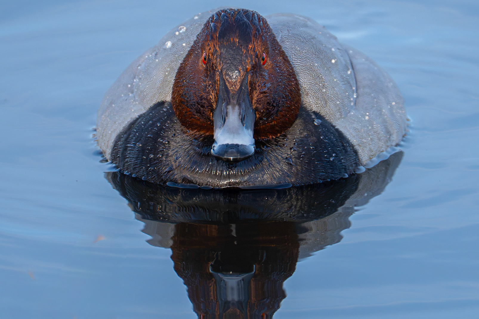 Brunand / Common Pochard, Lundsreningsverk 2026