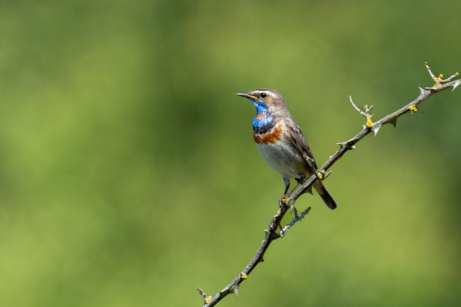 Blåhake / Bluethroat, Utlängan 2025