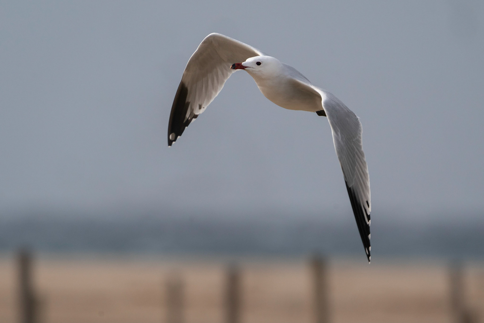 Rödnäbbad trut / Audouin's Gull, Tarifa Beach, Spanien 2022