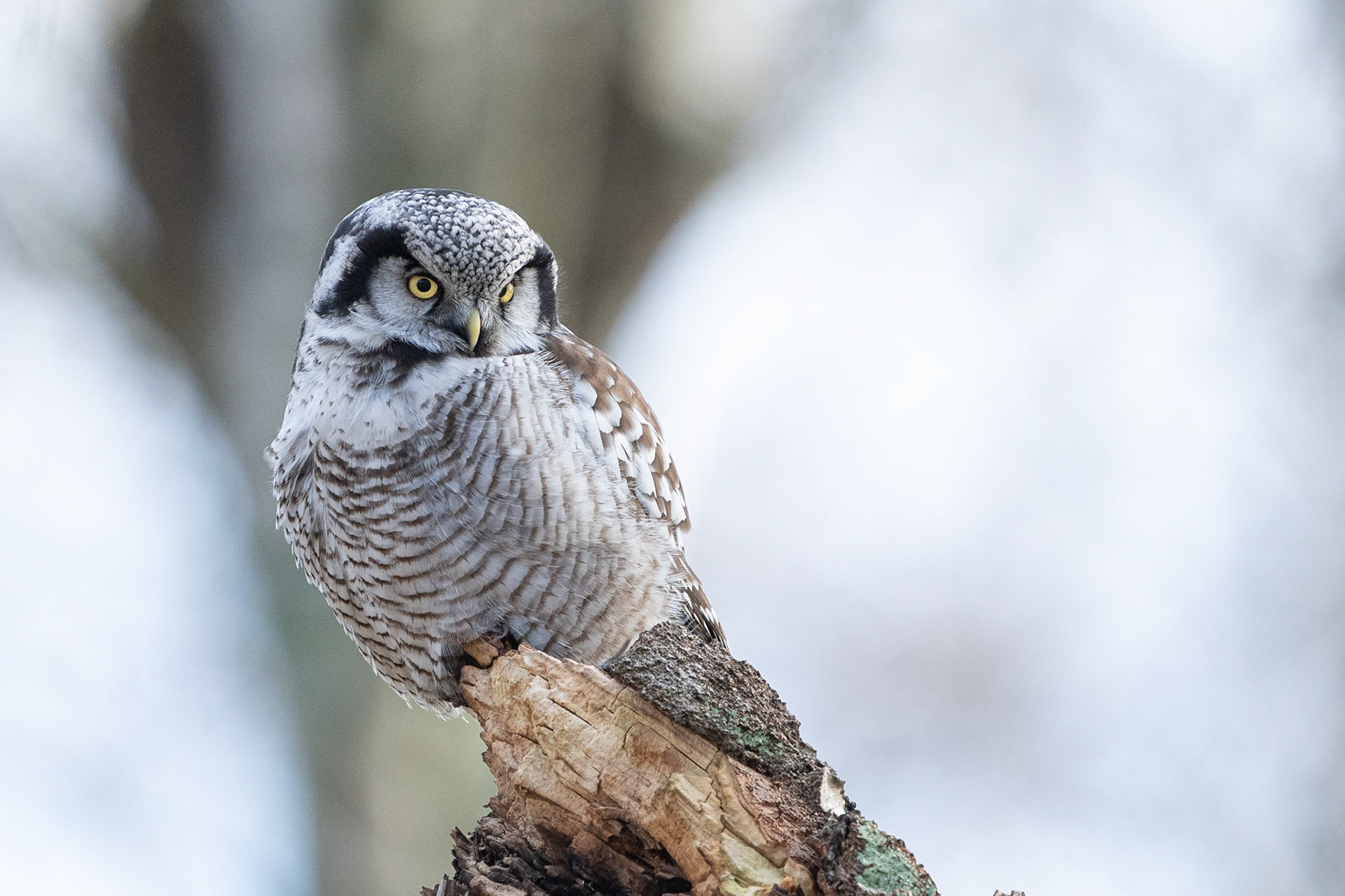 Hökuggla / Northern Hawk Owl, Falsterbo 2023
