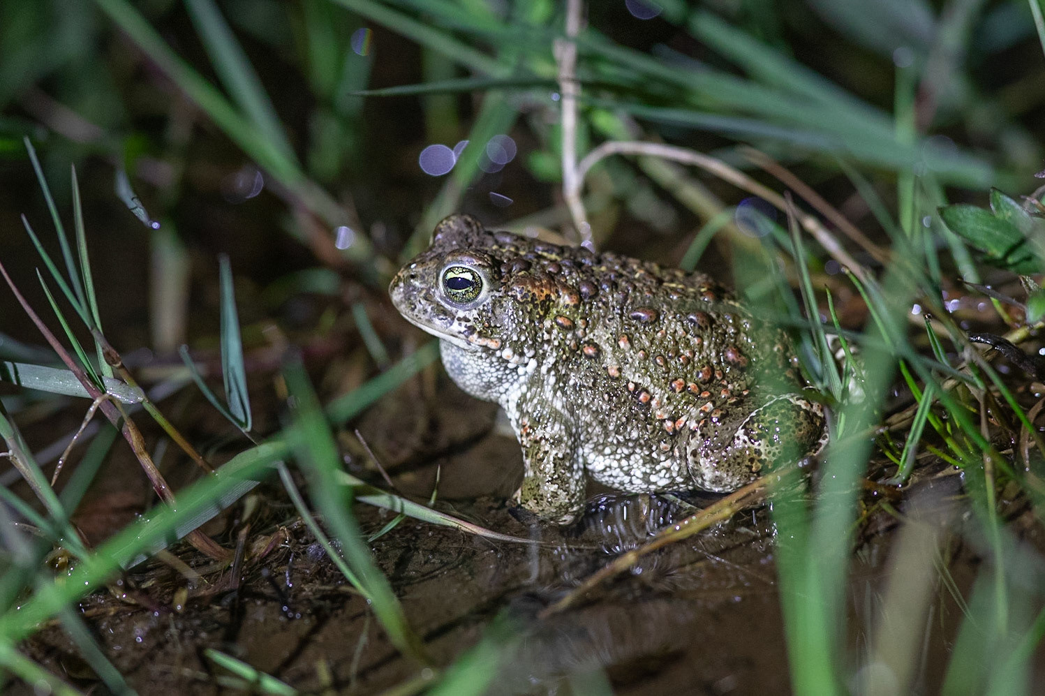 Stinkpadda / Natterjack Toad, Revingefältet 2021