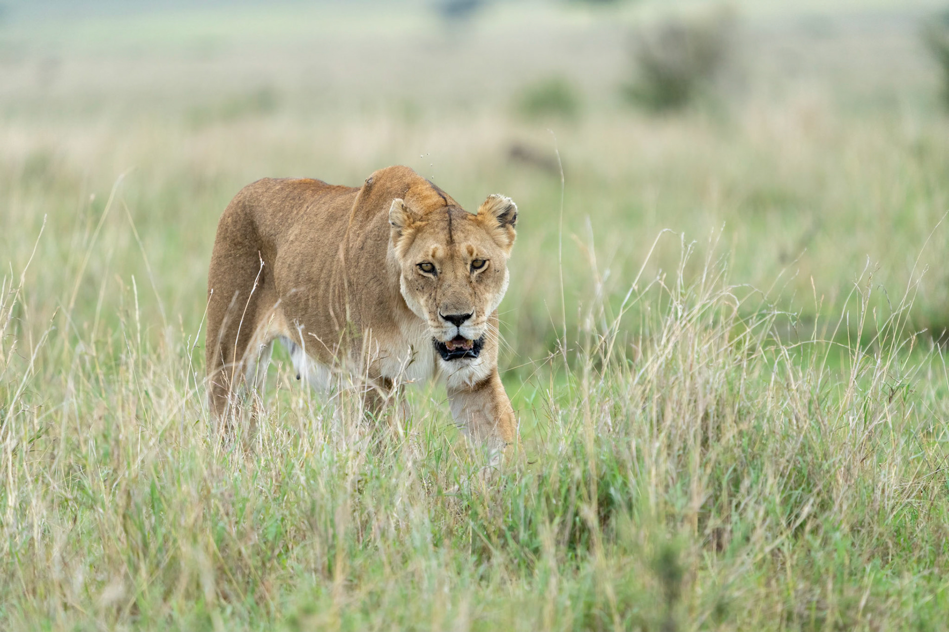 Lion / Lejon, Maasai Mara Kenya 2022