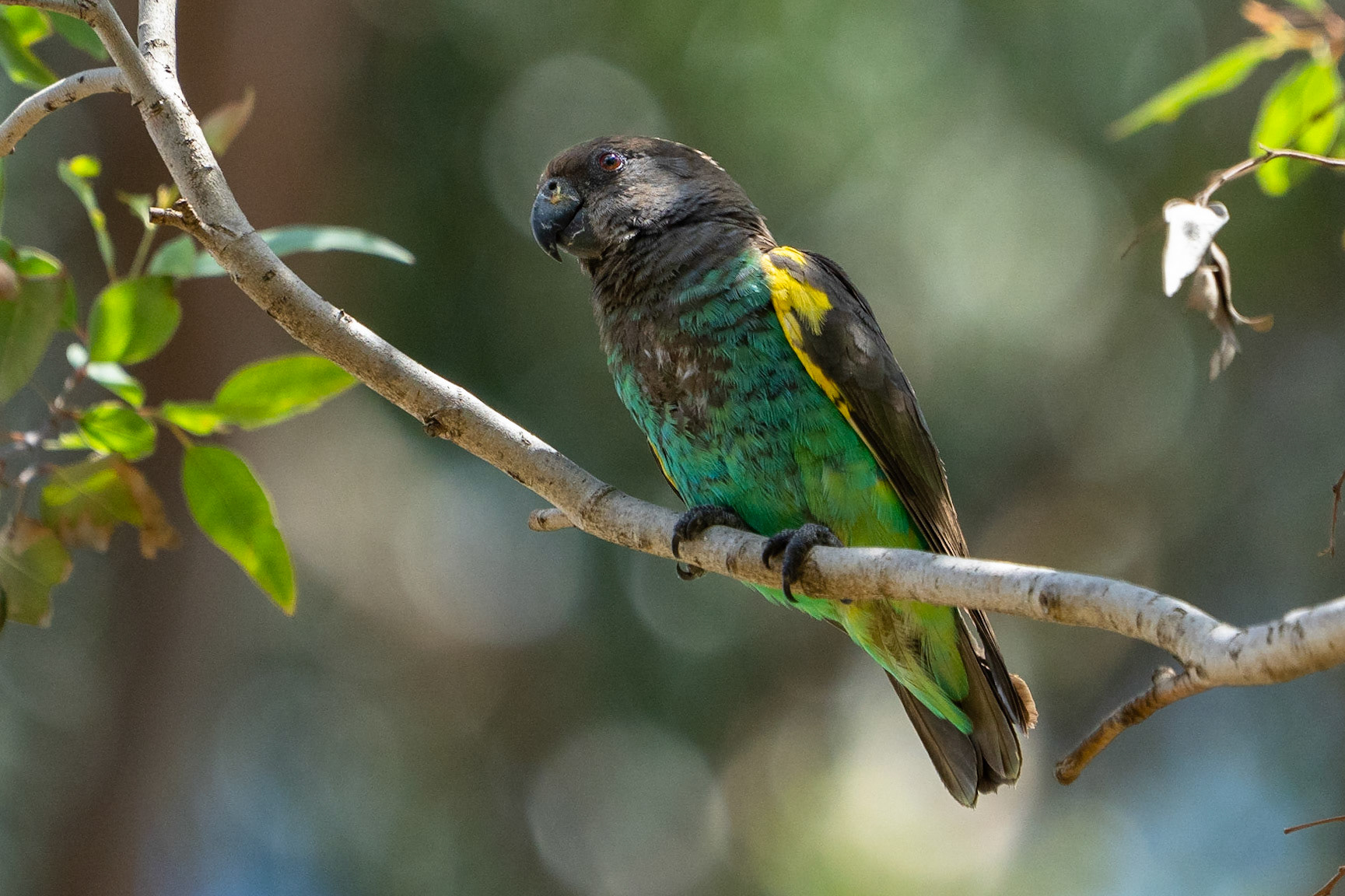 Stäppapegoja / Meyer's Parrot, Lake Nakuru Kenya 2022