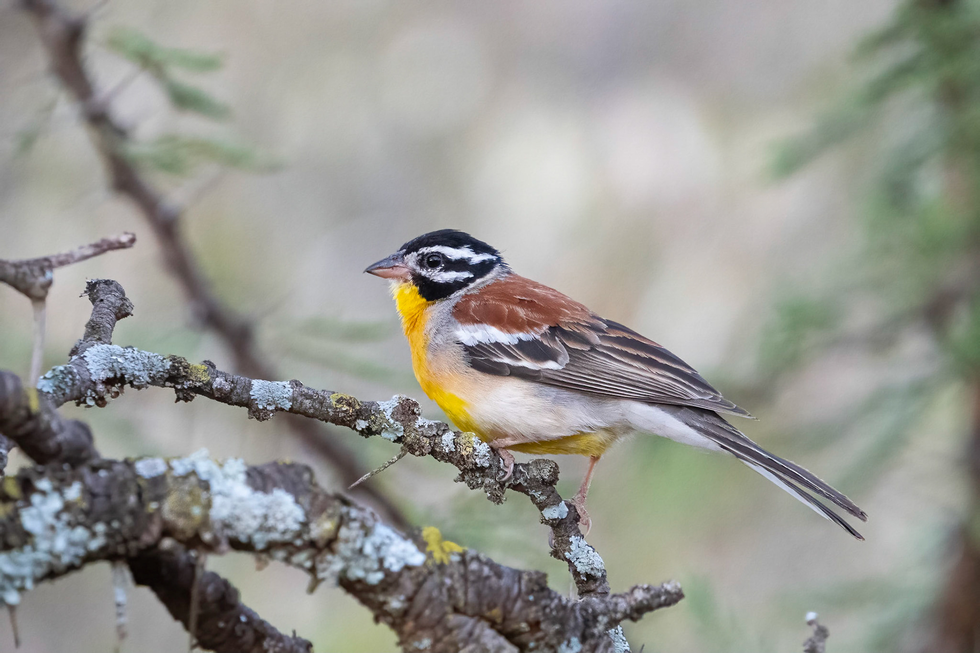 Guldbröstad sparv / Golden-breasted Bunting, Maasai Mara Kenya 2022