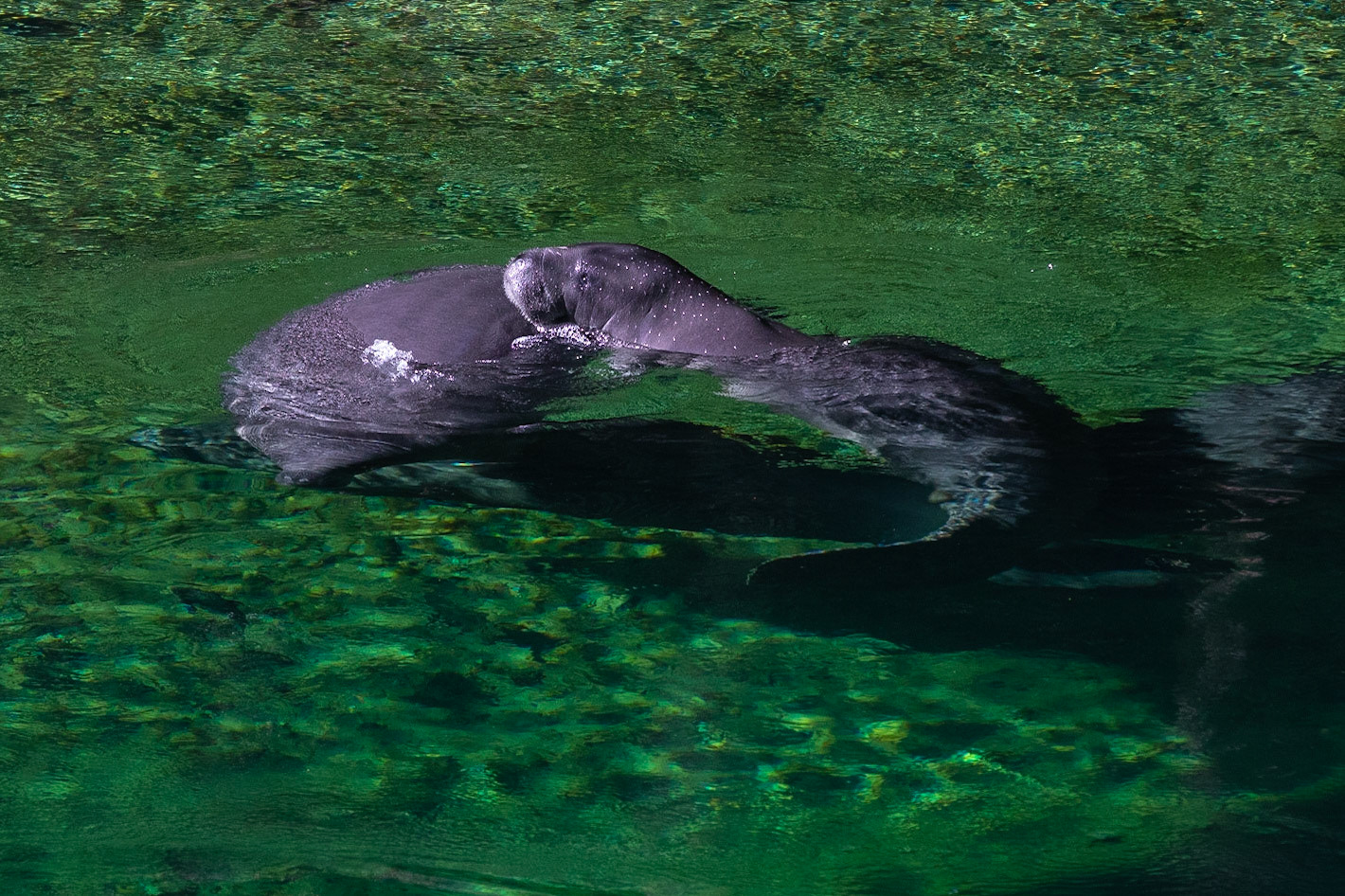 Lamantin / West Indian Manatee, Blue Spring State Park, Florida USA 2019