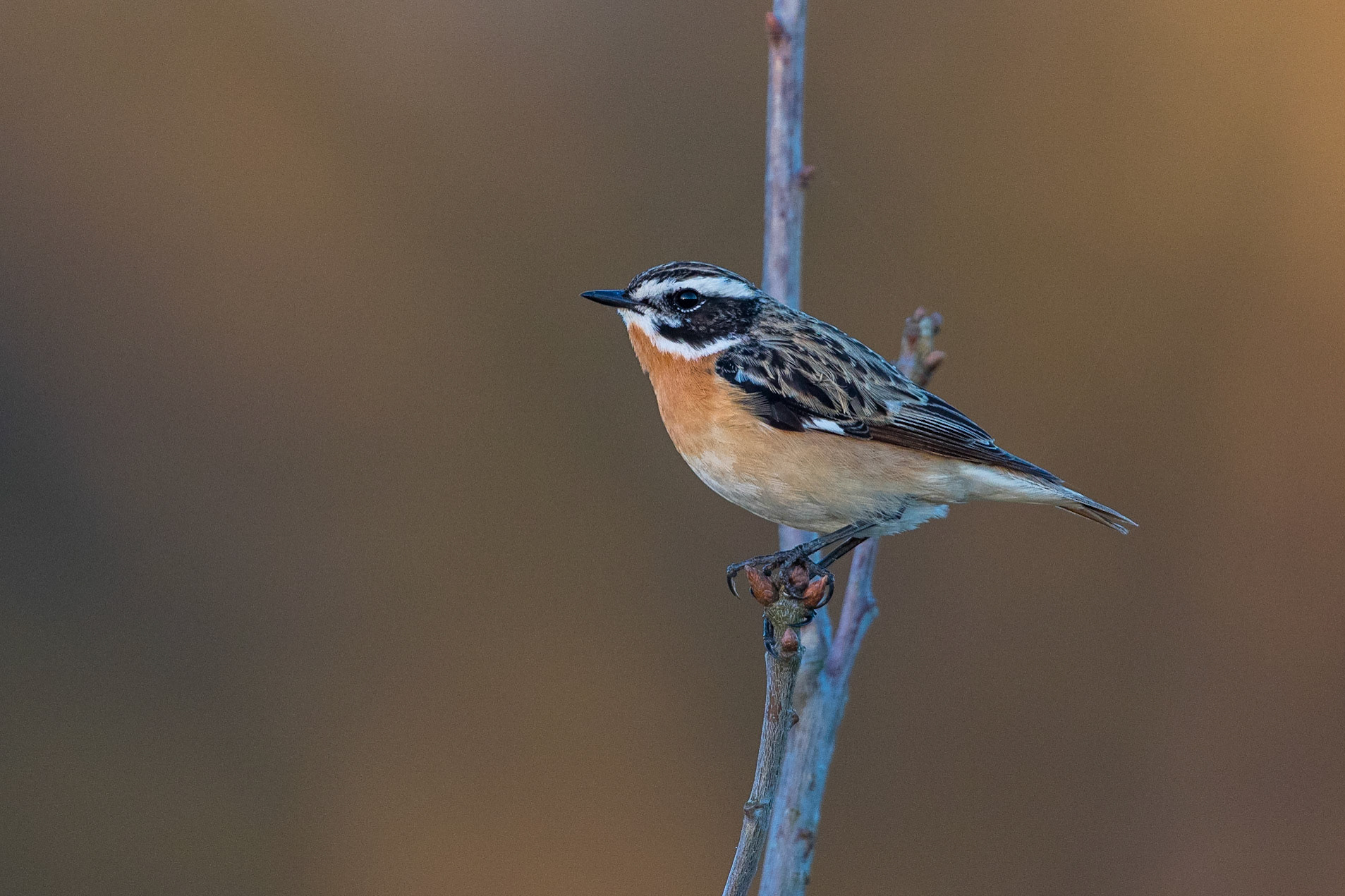 Buskskvätta / Whinchat, Sjöstorps ängar 2017