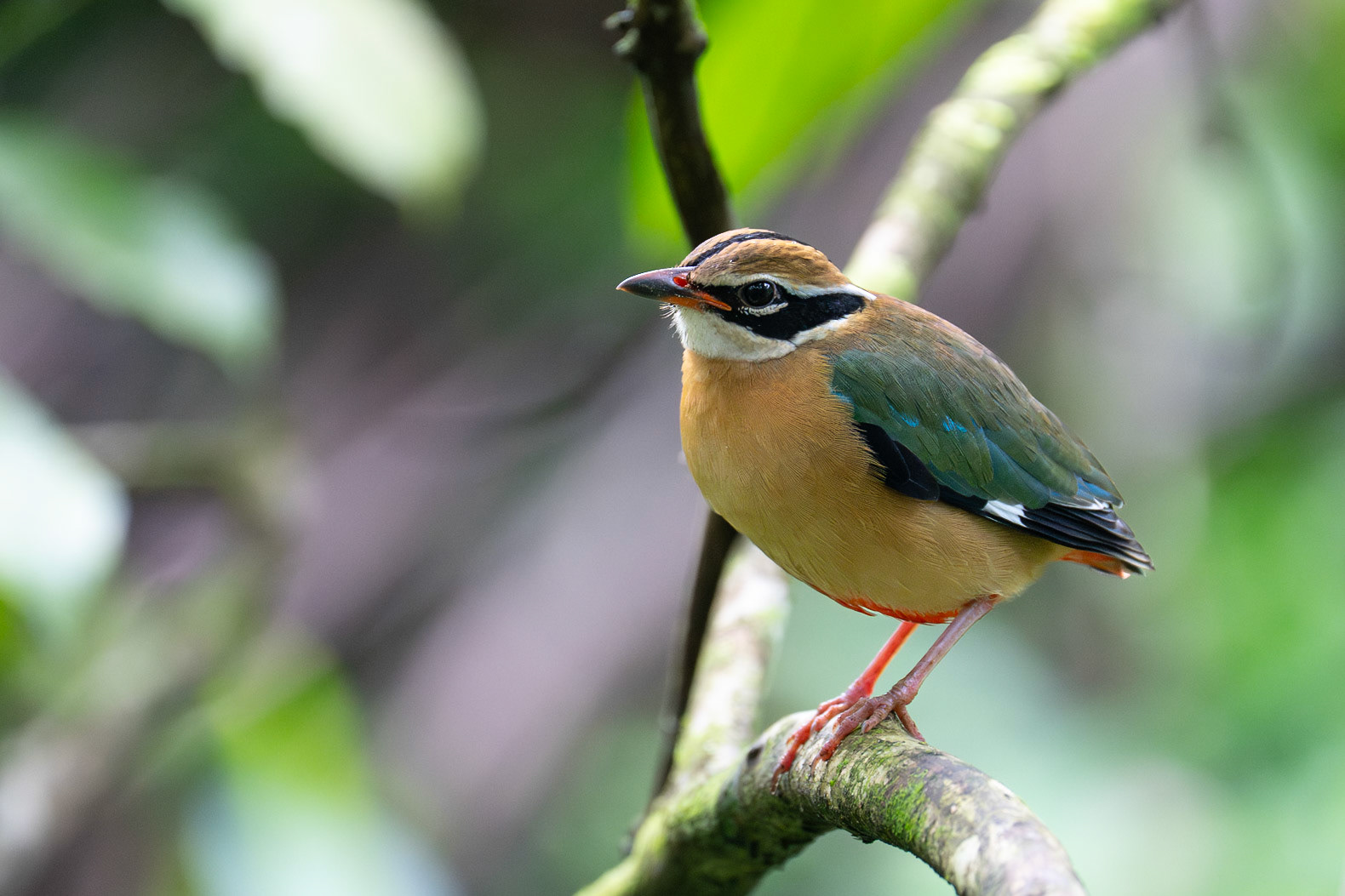 Indian Pitta / Indisk juveltrast, Kitulgala, Sri Lanka 2025